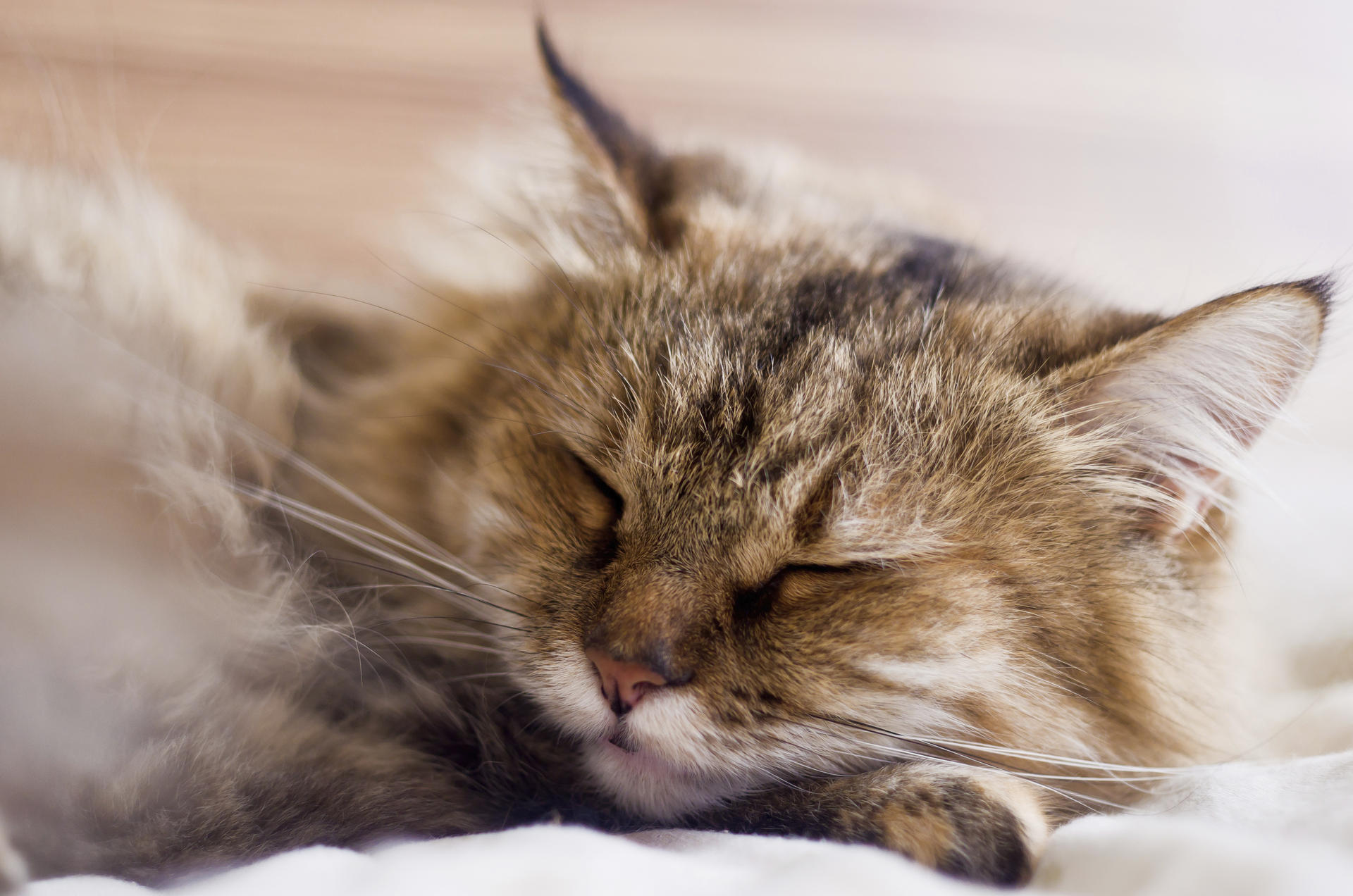 Tiredness and loss of appetite could indicate illness in cats. Photo: Thinkstock