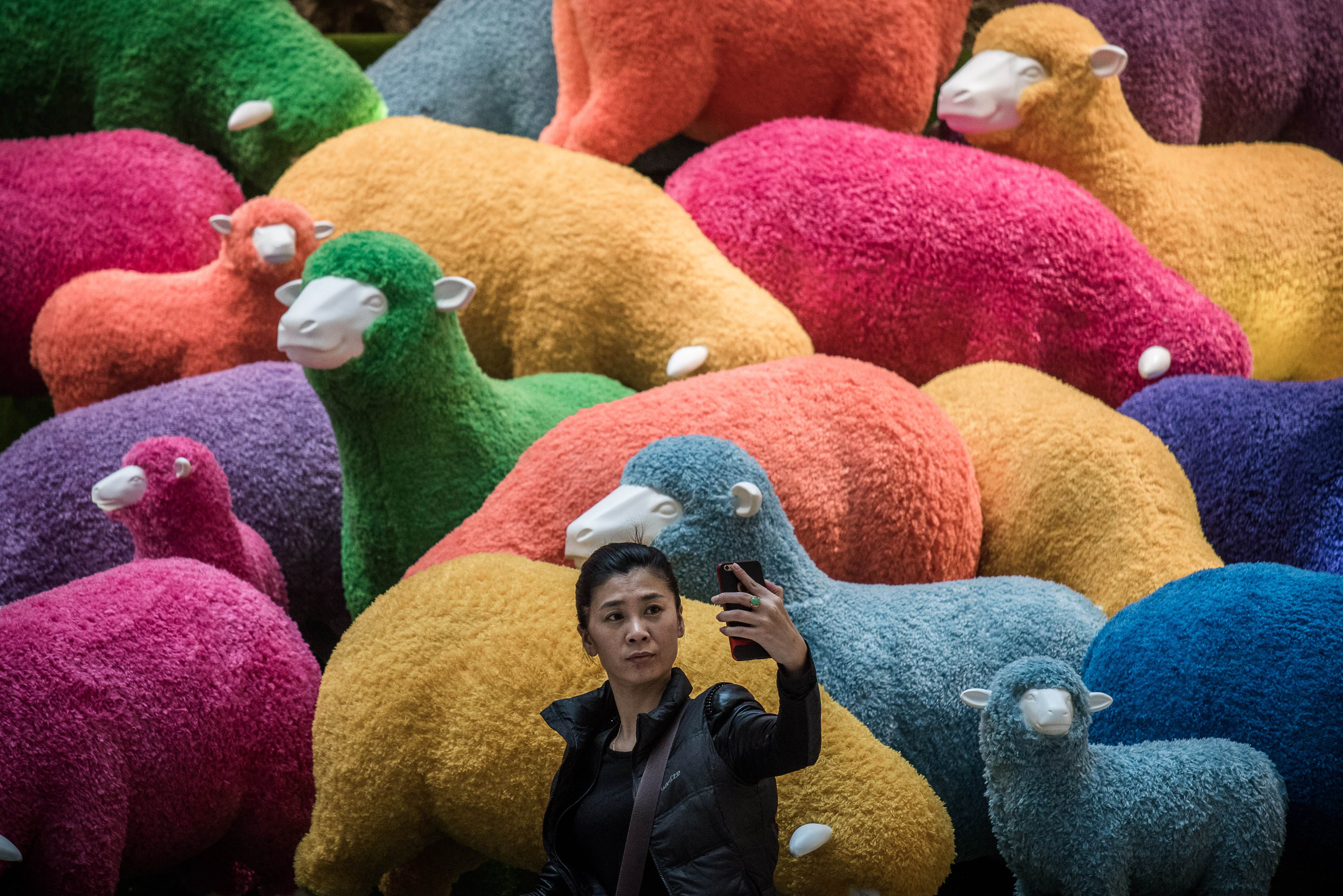 Hong Kong people may behave more like cats than sheep, going off in different directions. Photo: AFP