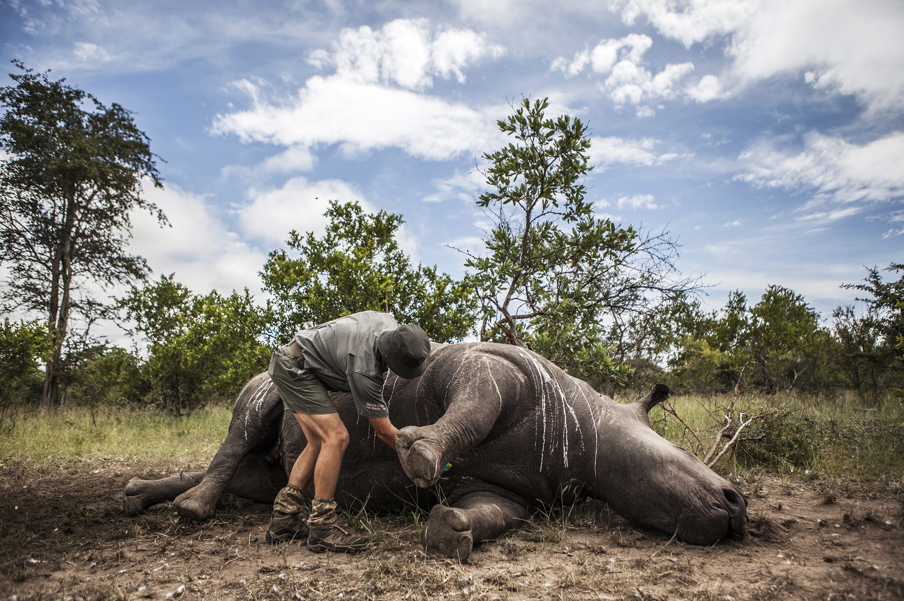 The carcass of a rhino being prepared for post-mortem. In South Africa alone last year, over 1,200 rhinos were killed by poachers. Photo: EPA