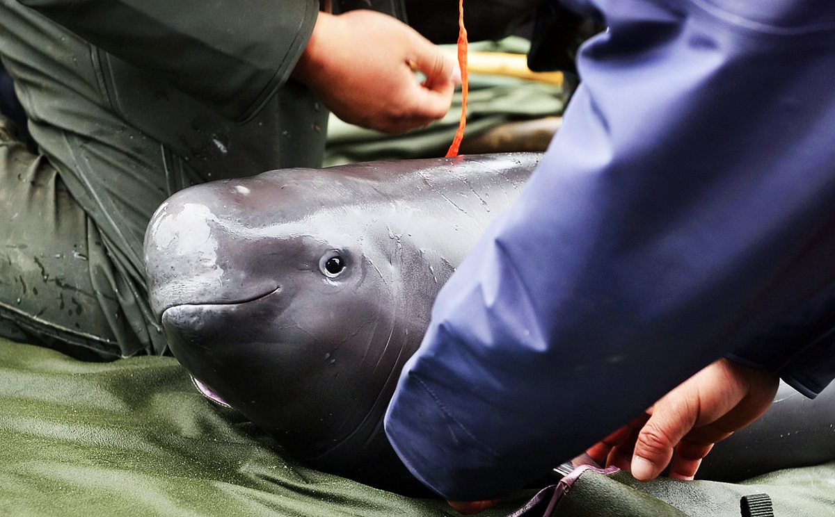 A finless porpoise is treated to a physical exam at Poyang Lake, Jiangxi province. Photo: Xinhua