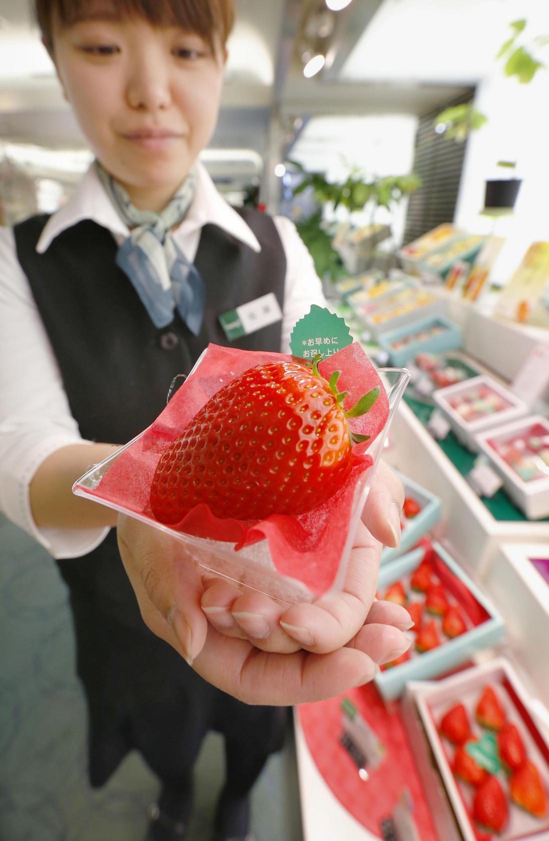 Would You Pay Hk 3 500 For One Strawberry In Japan They Do South China Morning Post