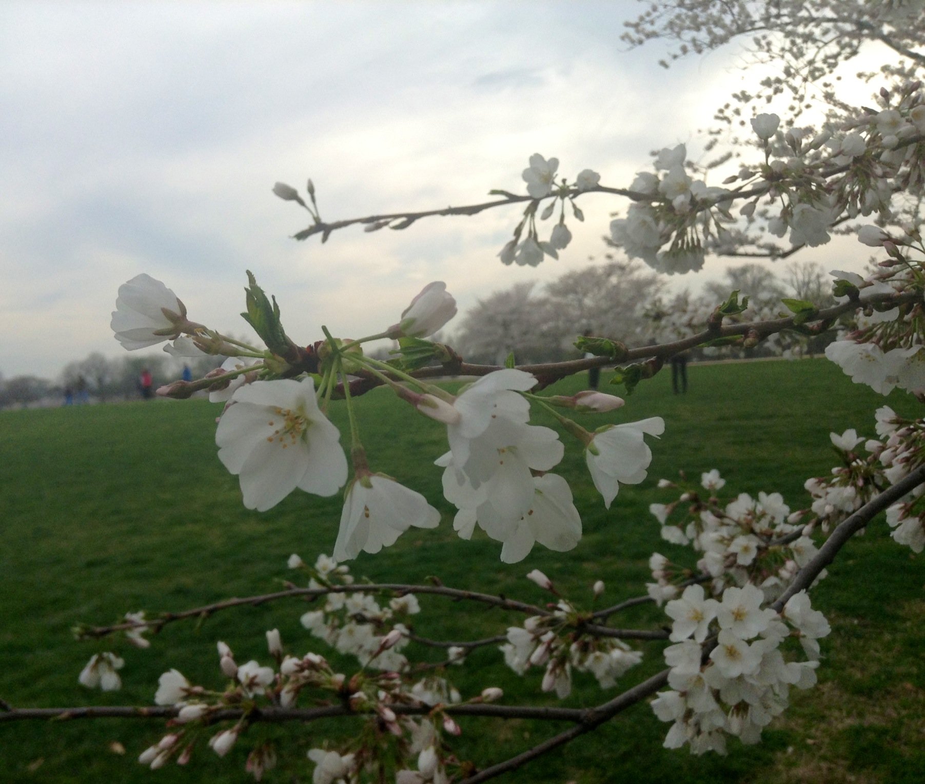 "I snapped photos of the cherry blossoms with the iPod delighting in their color and beauty, and was proud that I’d caught them before they were gone."
