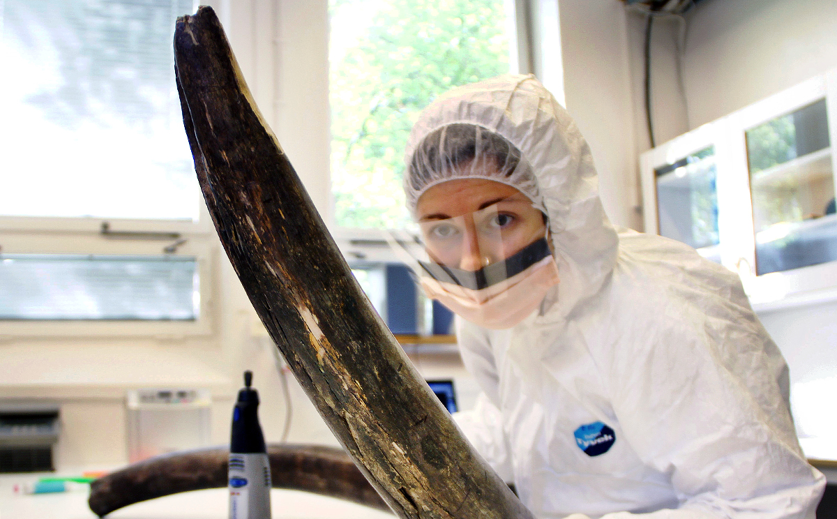 Eleftheria Palkopoulou works with a mammoth tusk in the ancient DNA lab at the Swedish Museum of Natural History. Photo: Reuters
