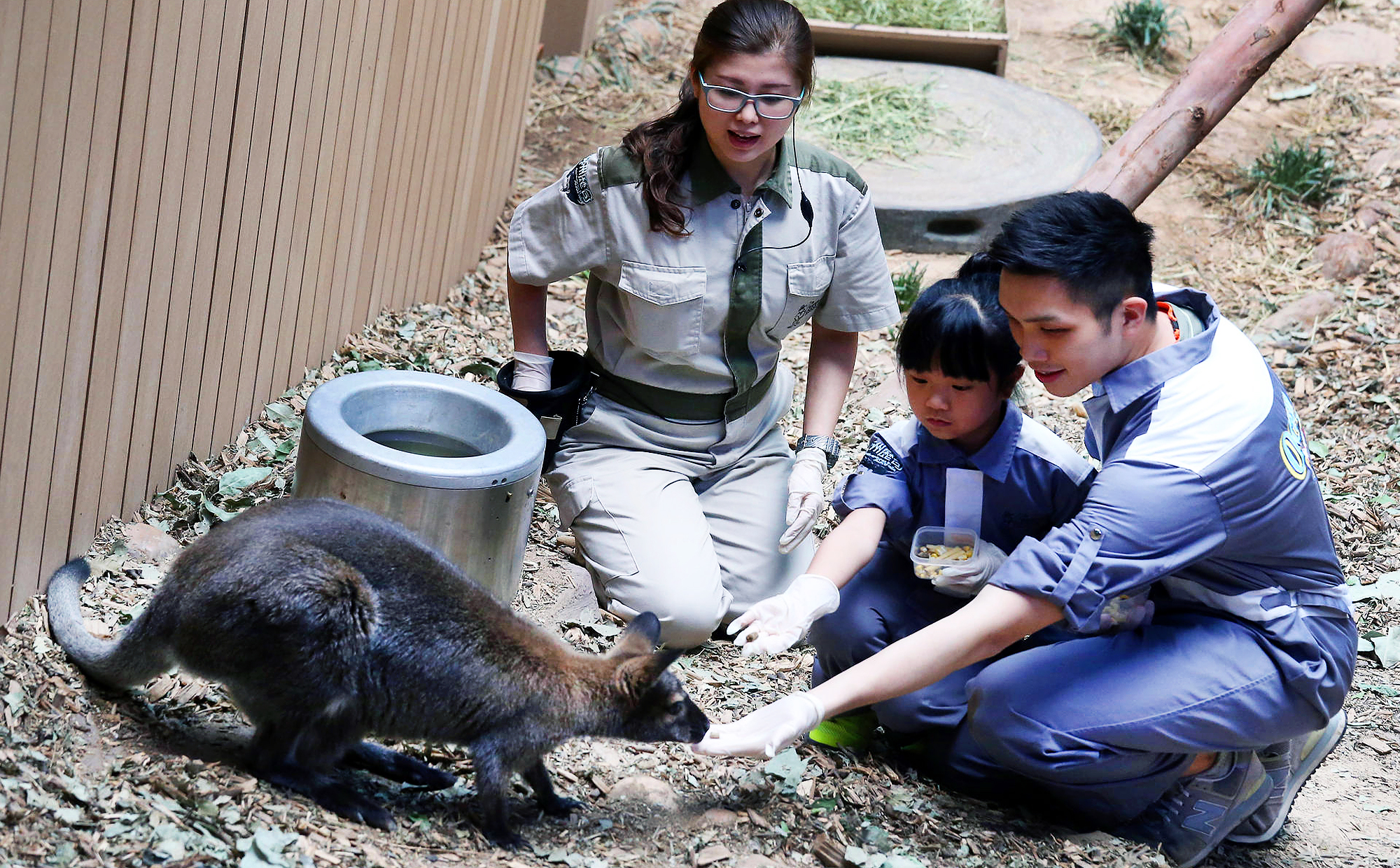 A girl feeds a wallaby at Ocean Park yesterday. Photo: K.Y. Cheng