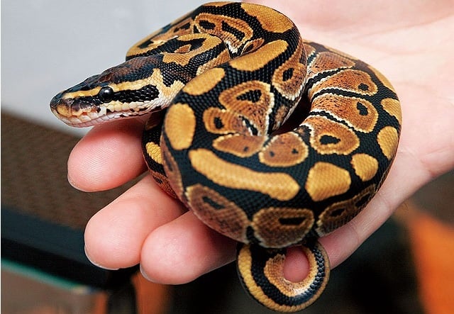 Python regius, a specie that comes from Africa, is a subject of second-degree state-level animal protection in China. 