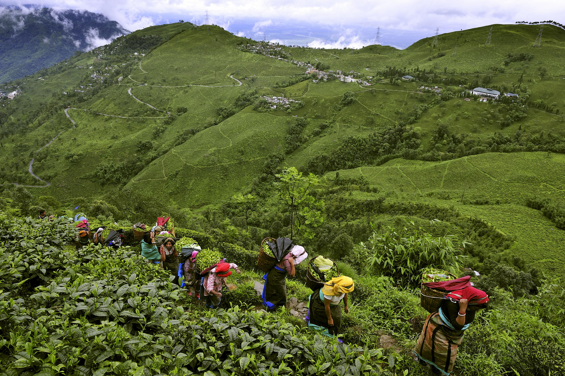 In Darjeeling the tea leaves are always plucked by hand by women. Photo: Shutterstock