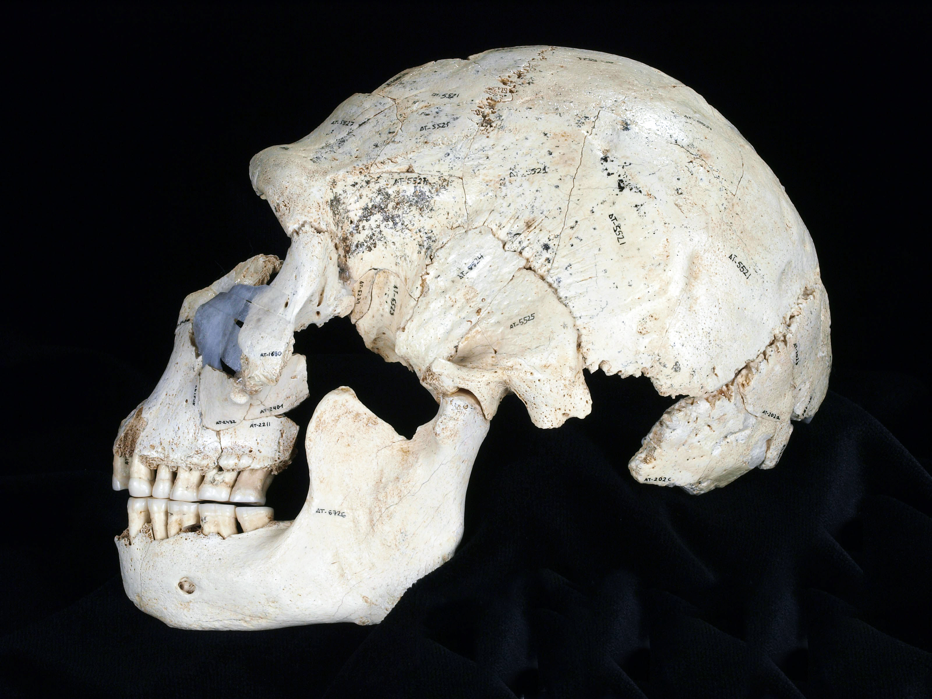 The skull suggests that violence and murder long predate the emergence of modern humans. Photo: Reuters