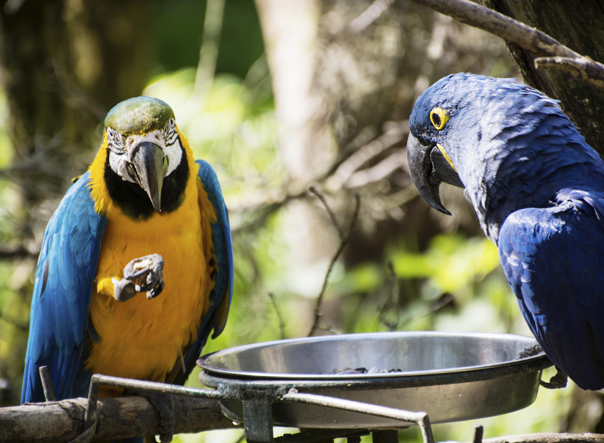 Parrots should be fed a diet of pellets and organic seeds. Photos: Thinkstock
