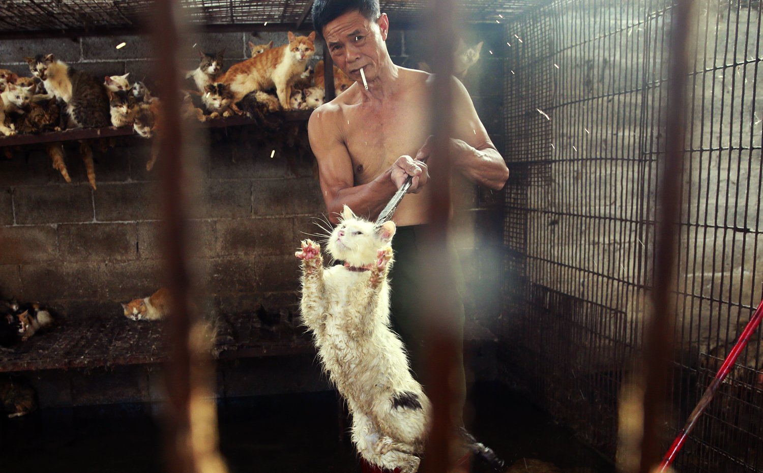 Фестиваль поедания собак и собачьего мяса в Китае
