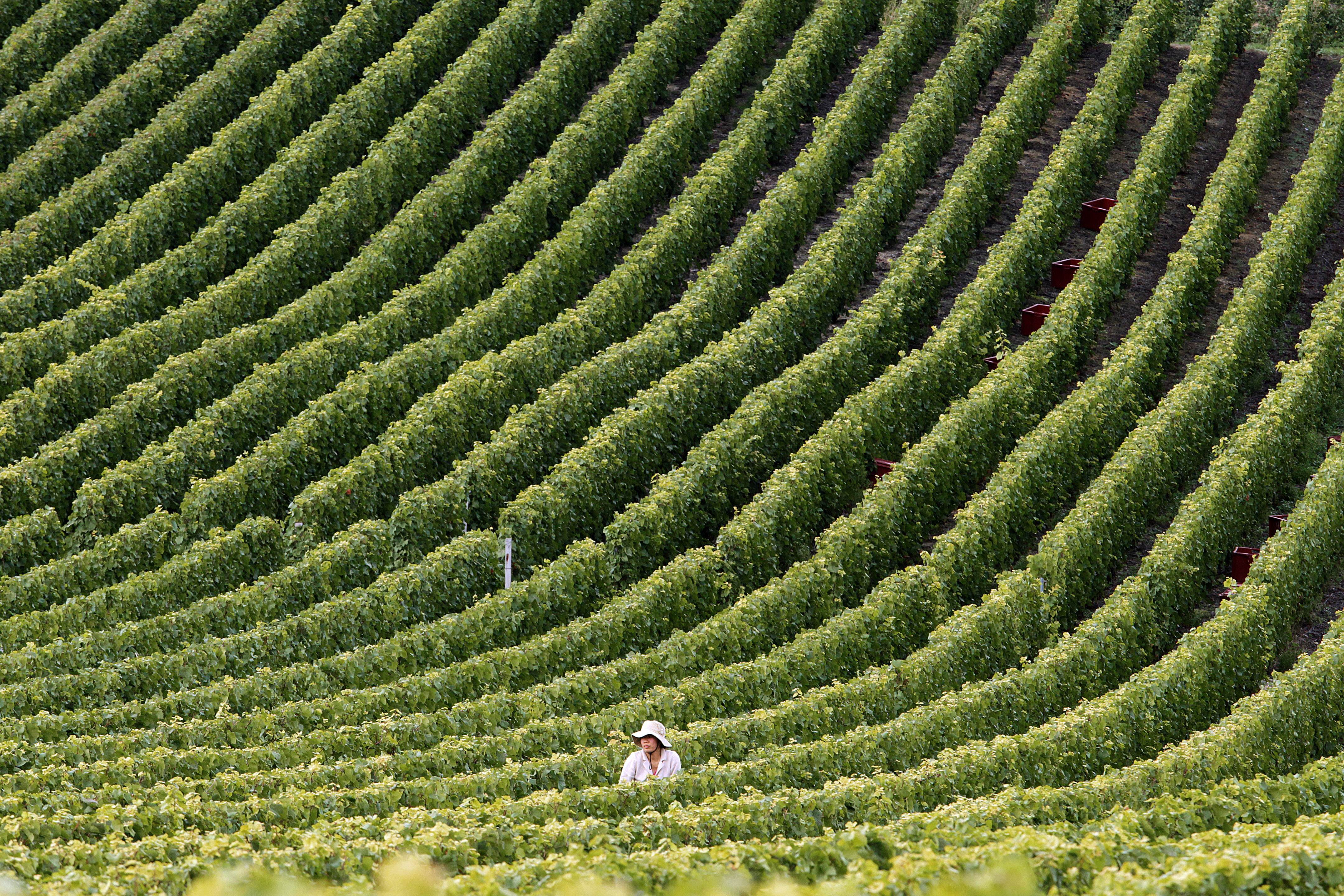 A vineyard in Champagne. Photo: AFP