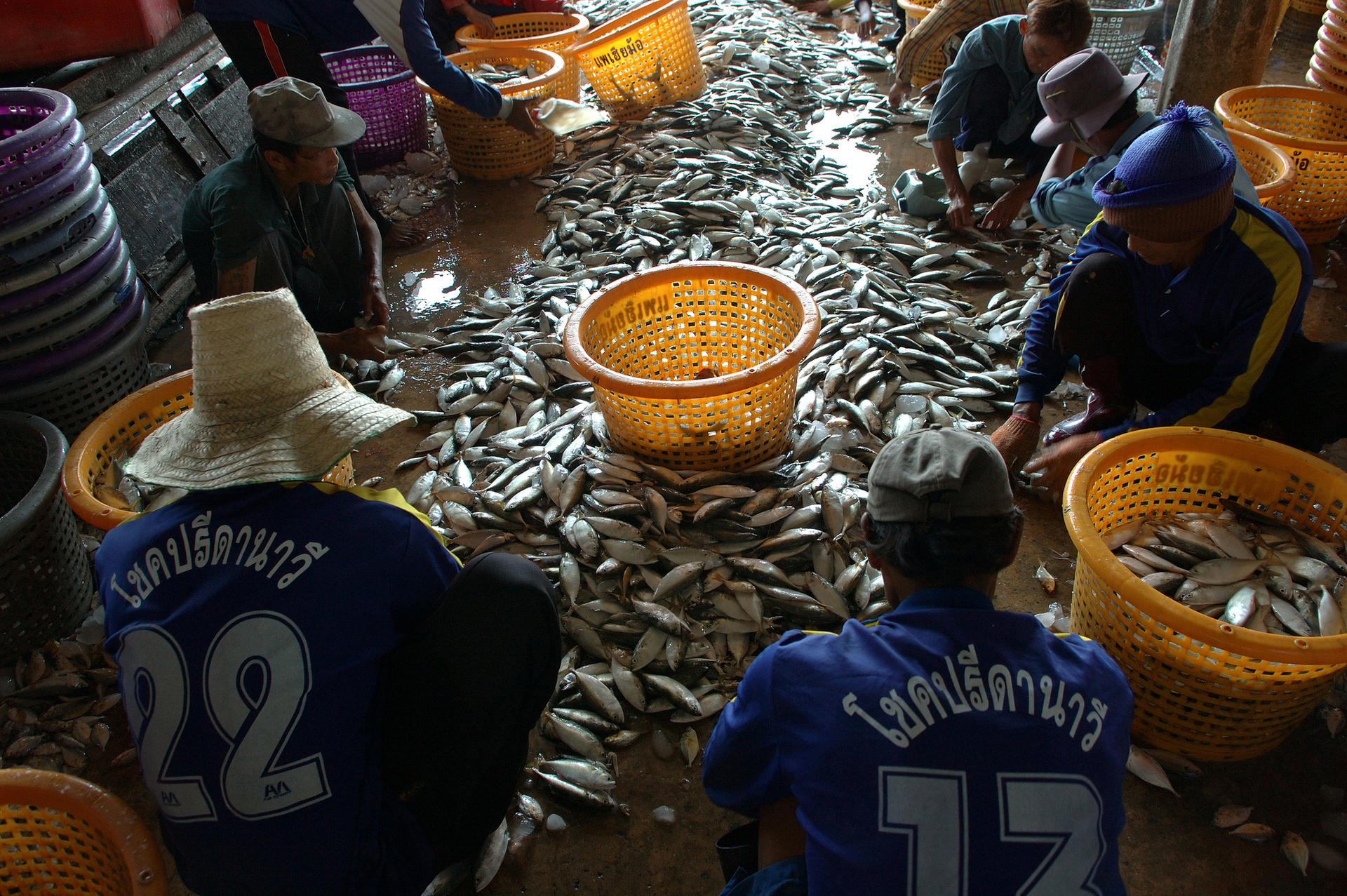 Local and migrant workers sort fish at a port in Samut Sakhon, Thailand. Photo: AP