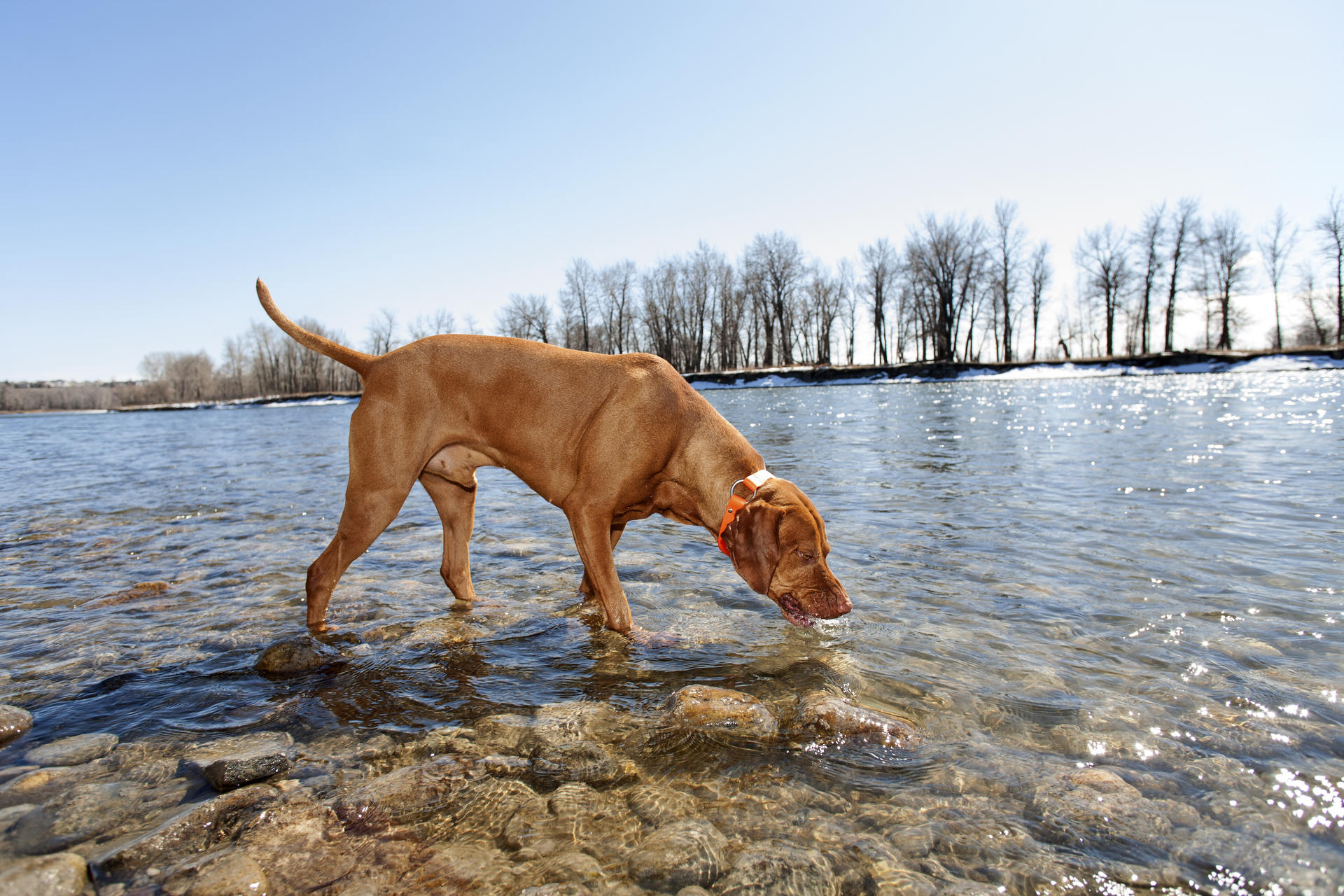 what causes smelly diarrhea dogs