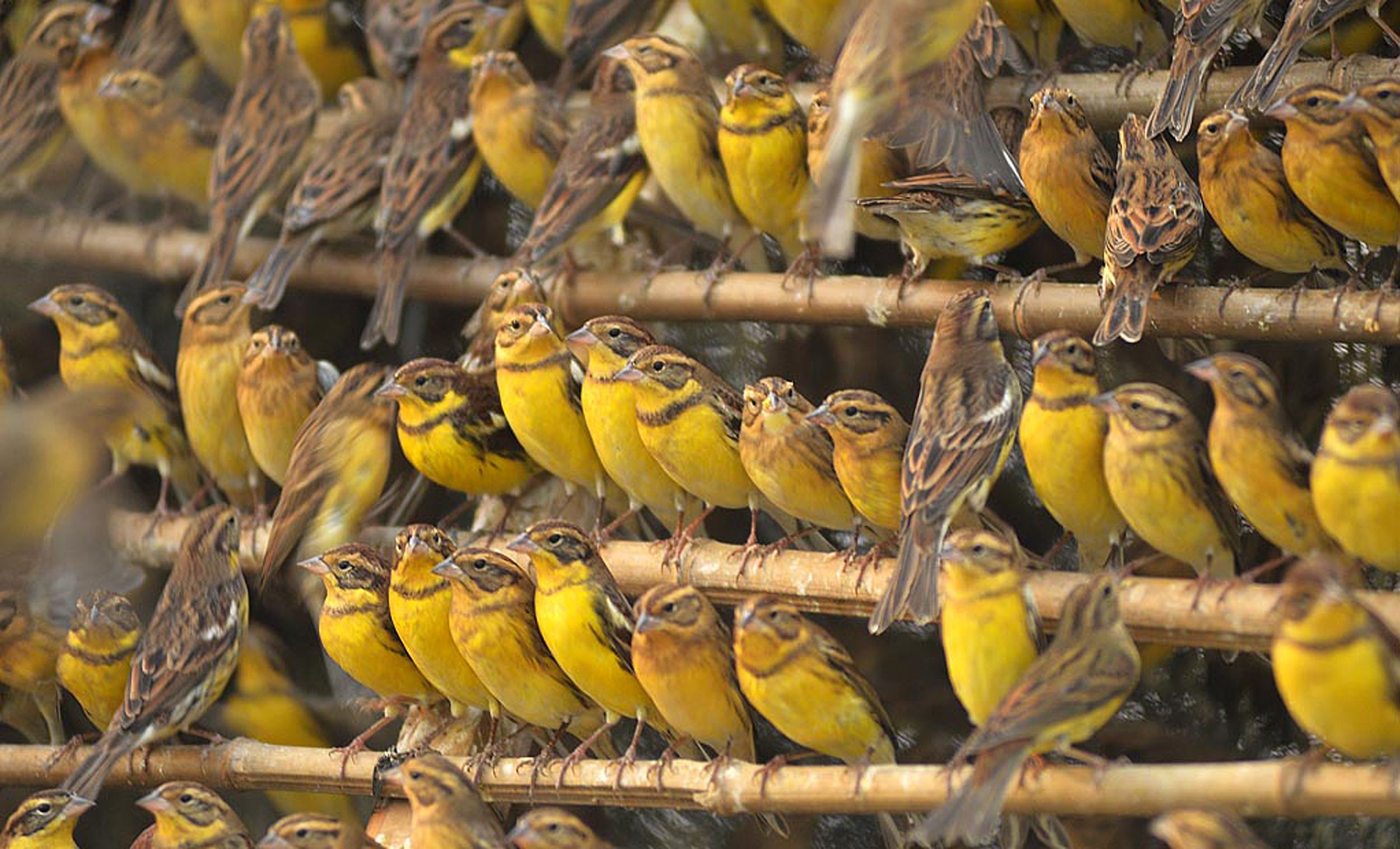 Diners pay around HK$80 each for the yellow-breasted bunting in southern China. Photo: AFP