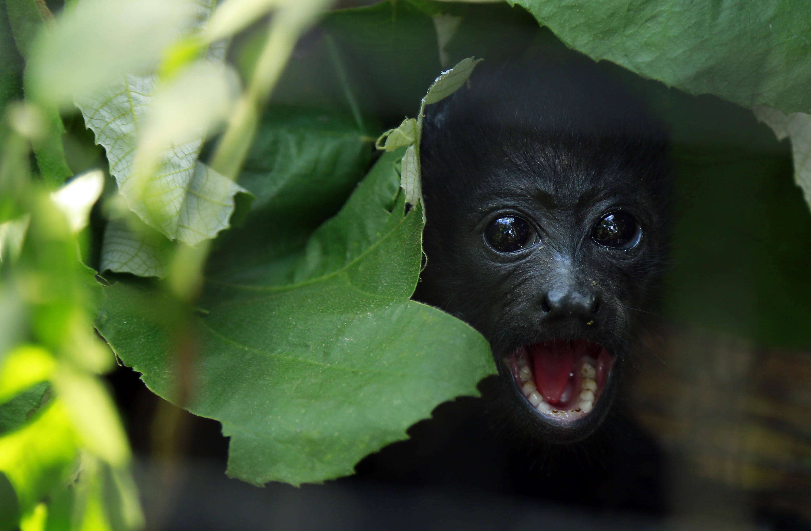 A black howler monkey at a rescue centre in Costa Rica. Vertebrates are going extinct at a rate 114 times faster than normal, a new study reports. Photo: Xinhua