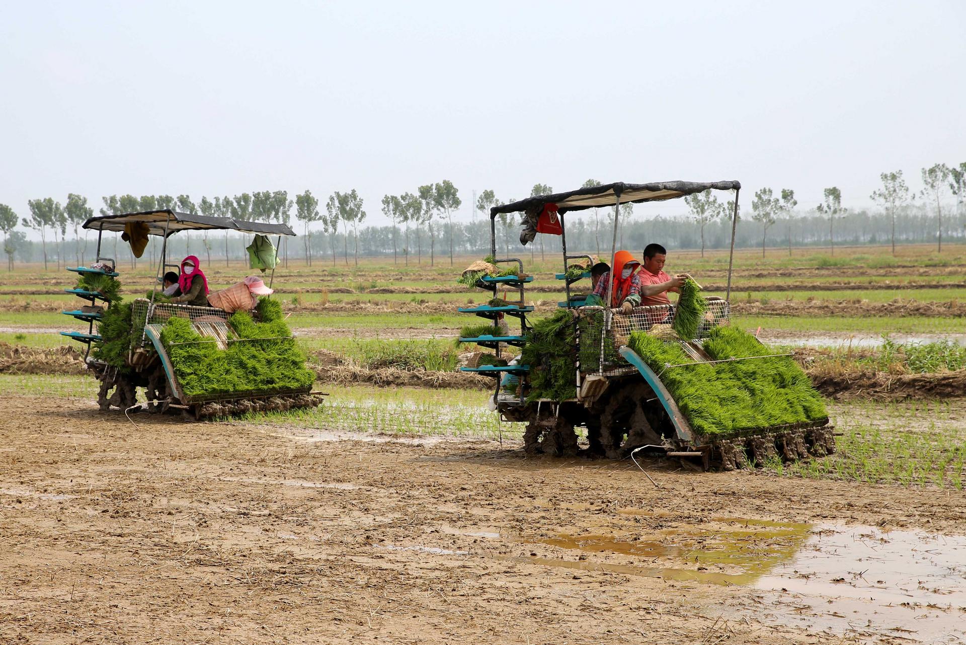 Farmers are encouraged and financially assisted to buy machines for a mechanised harvest. Photo: Xinhua