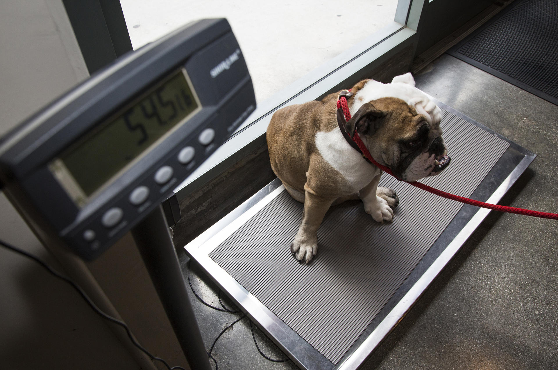 A bulldog is weighed at DTLAvets in Los Angeles.Photo: Katie Falkenberg