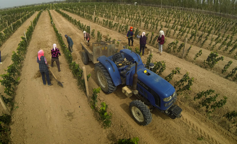 Ningxia is turning into an important base for wine production in China. Photo: SCMP Pictures