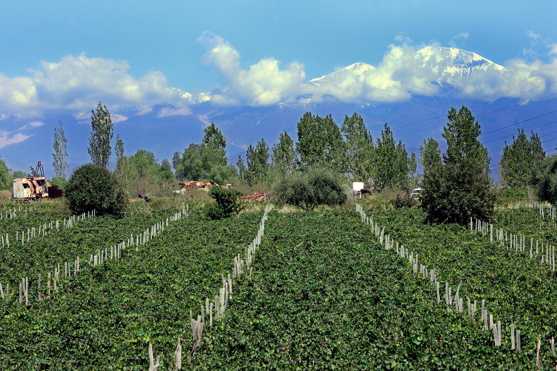Critics of the idea that a wine-producing region needs a signature wine point to Argentine malbec as a prime example of the homogeneity resulting from such efforts. Photo: AFP