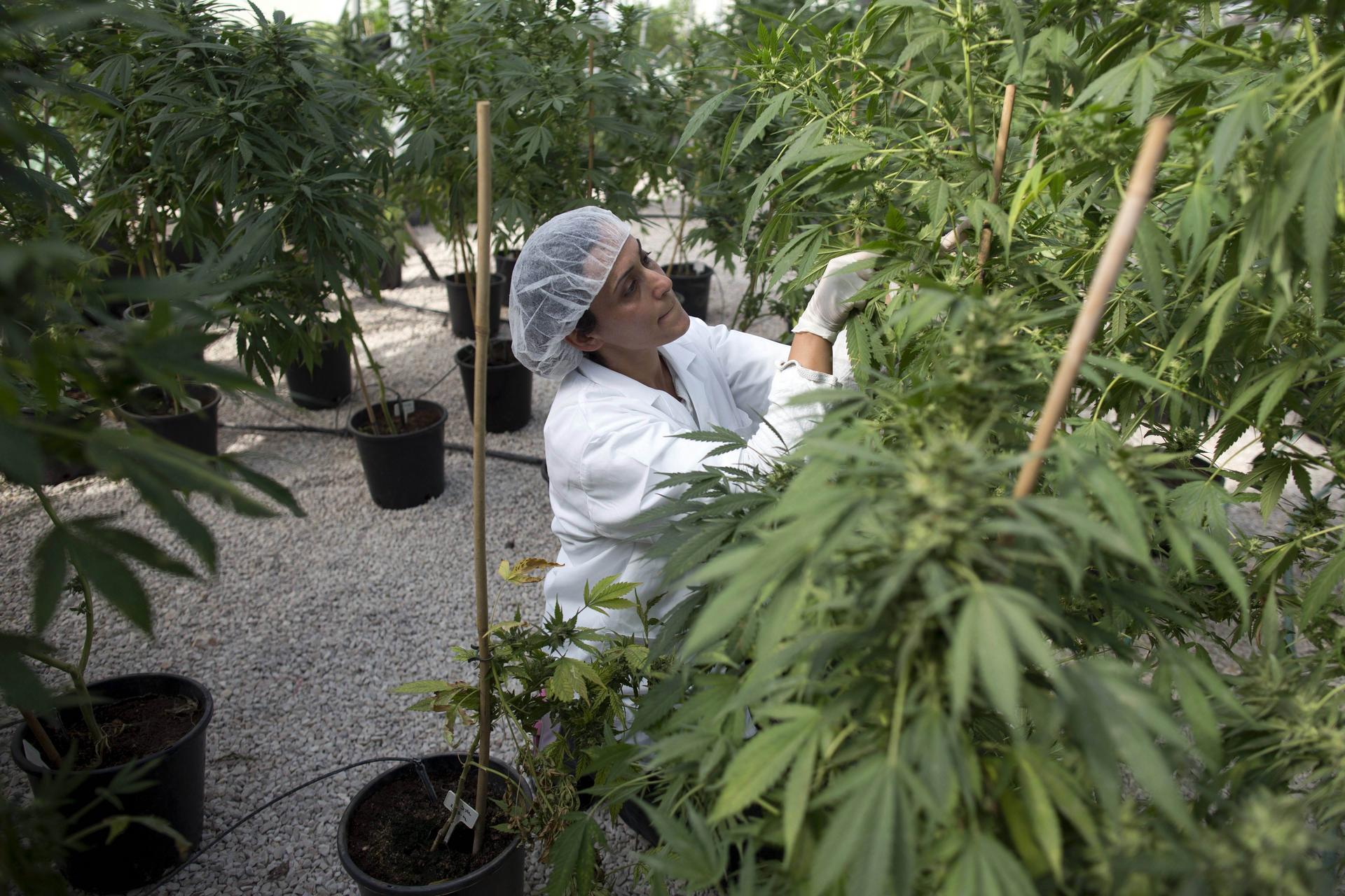 A medical marijuana farm near the northern Israeli city of Safed. Photos: AFP; Corbis