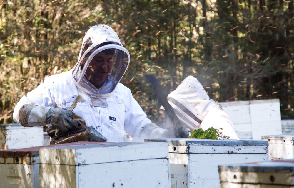 Robbie Charles, apiary manager and owner, at work