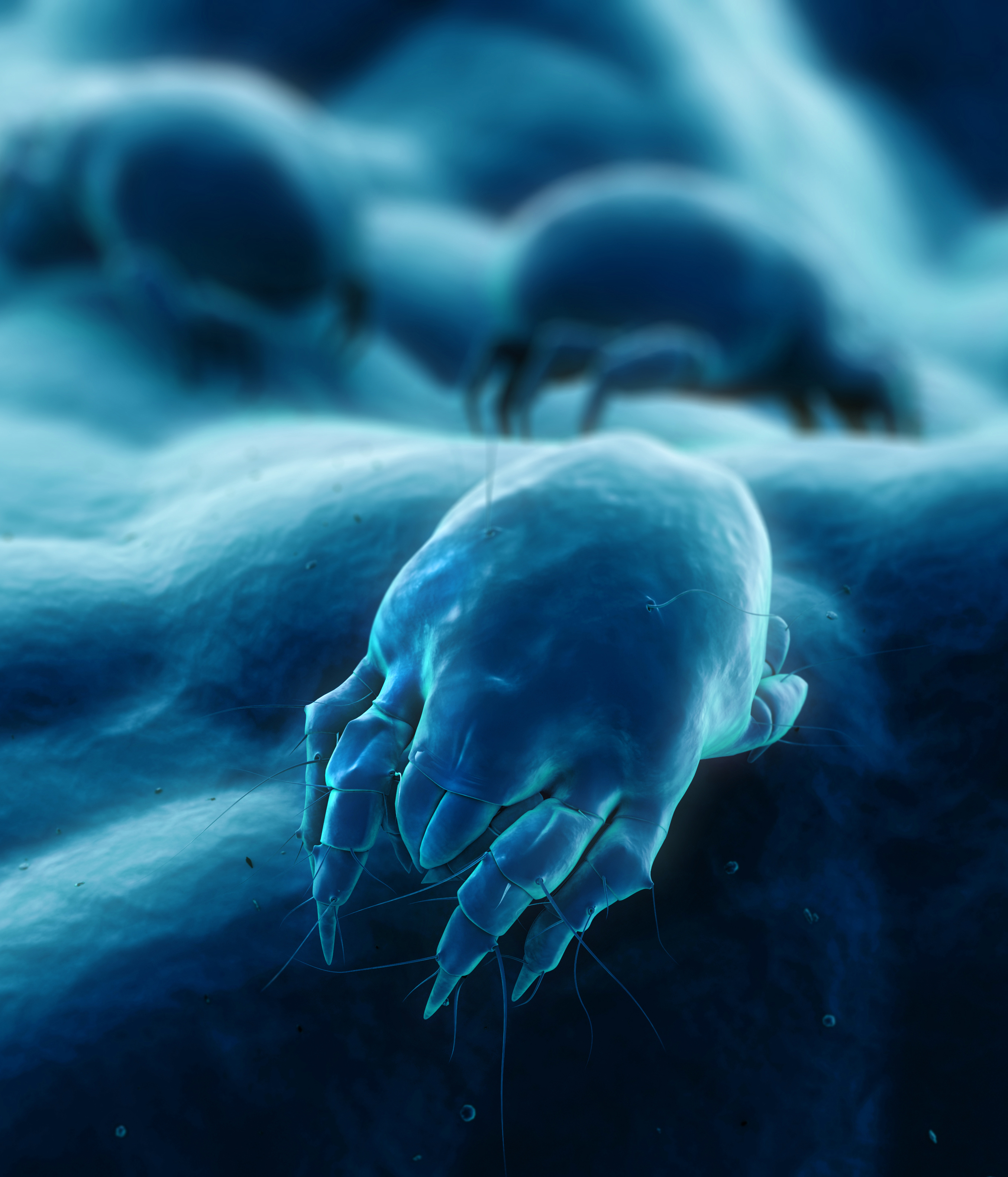 Dust mites feed off dead skin flakes.  It is their faeces cause health problems in humans.