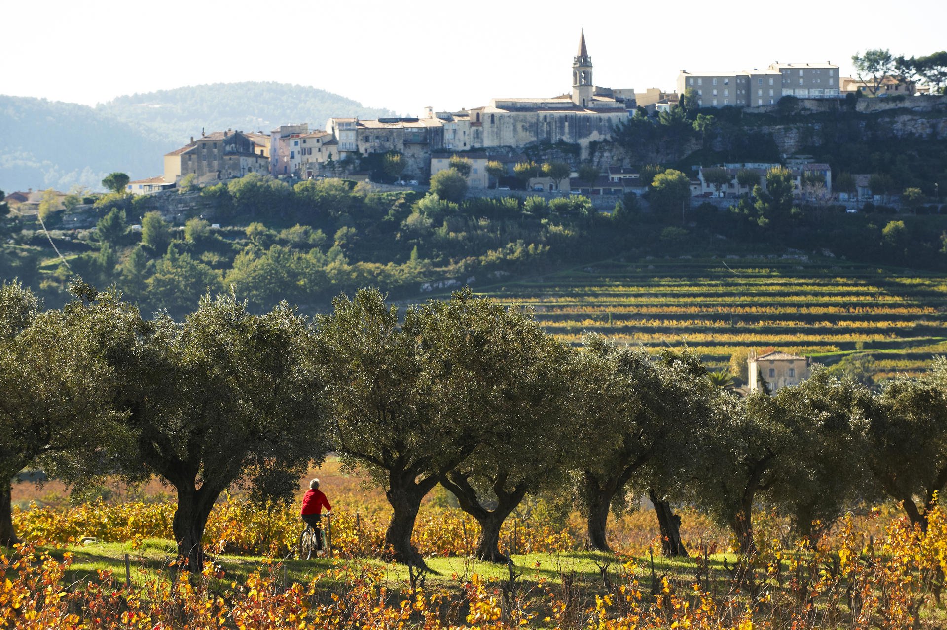Vineyard at Le Castellet in the Bandol region of Provence. Photo: Corbis