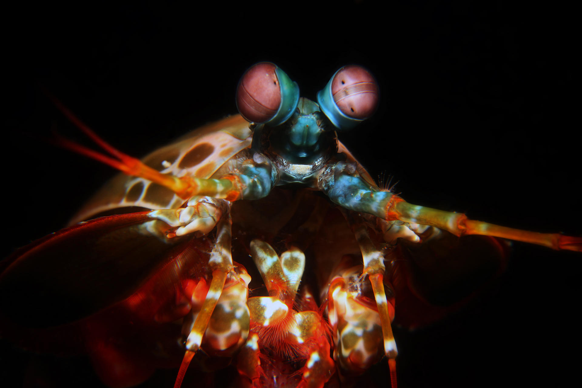Mantis shrimp. Photos: Alan Lo