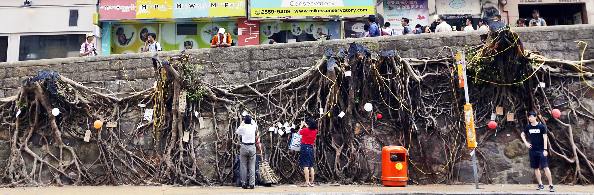 The cutting down of these Chinese banyan trees has caused controversy. Photo: David Wong