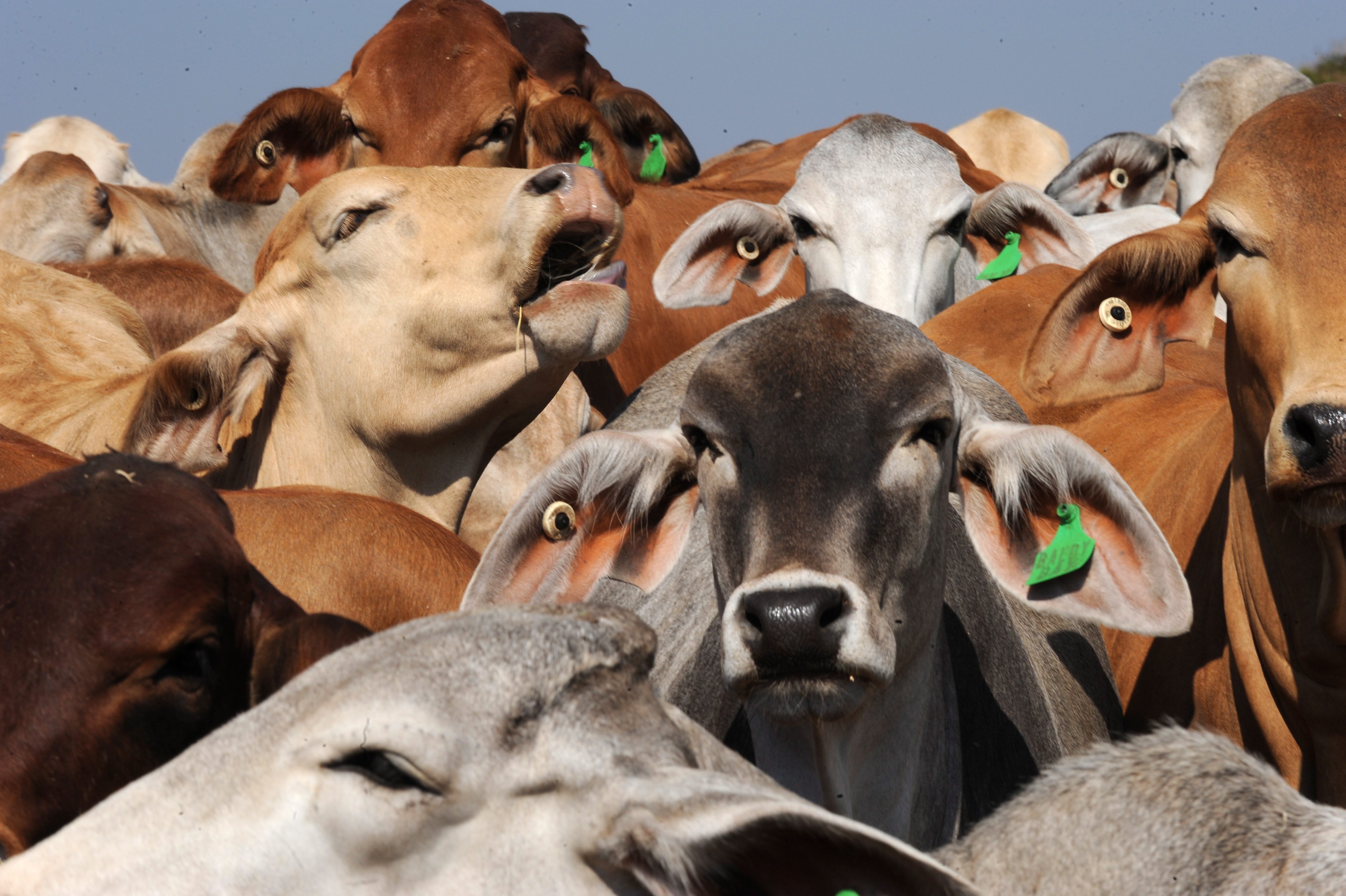 Brahman cattle are held at Cedar Park, a pre-export feed lot south of Darwin as China's PengXin Group is bidding for two huge Australian cattle properties. Photo: EPA 