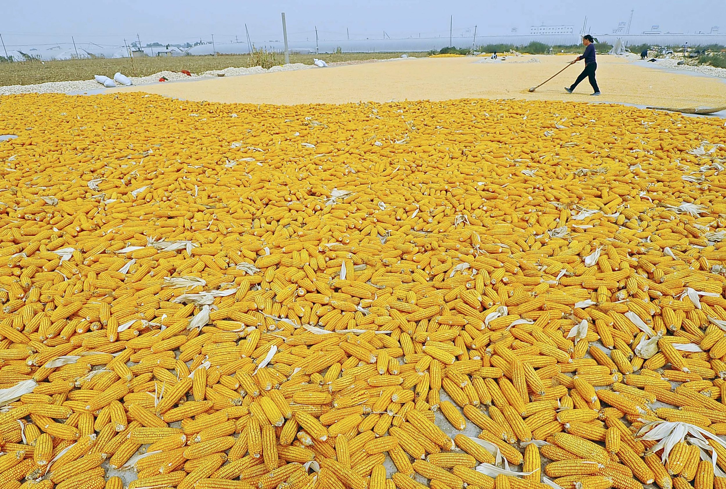 China would be better placed to invest in increasing grain yields in friendly developing countries, where land is cheaper. Photo: Reuters