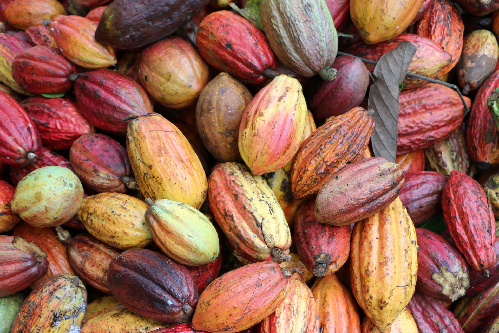 To'ak uses cacao beans from various kinds of cacao fruits to make its chocolate.