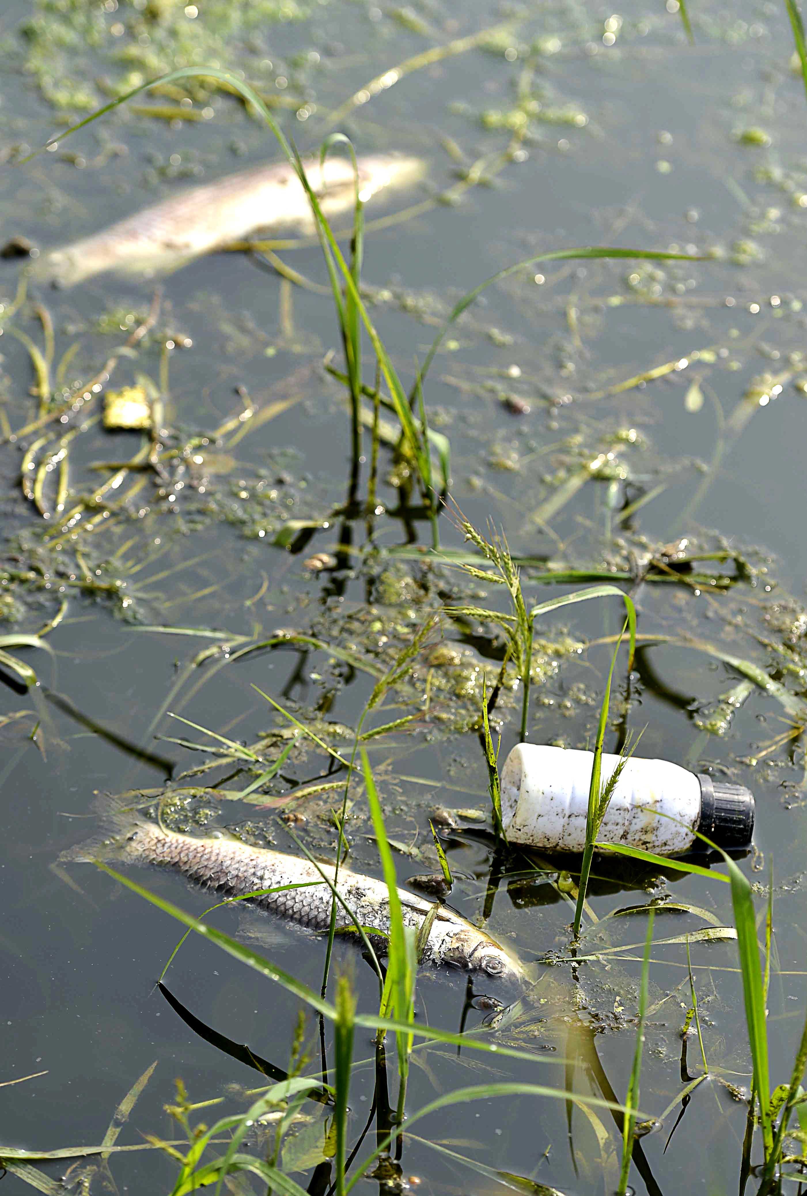 Dead fish litter the Daheiting Reservoir. Photo: Xinhua
