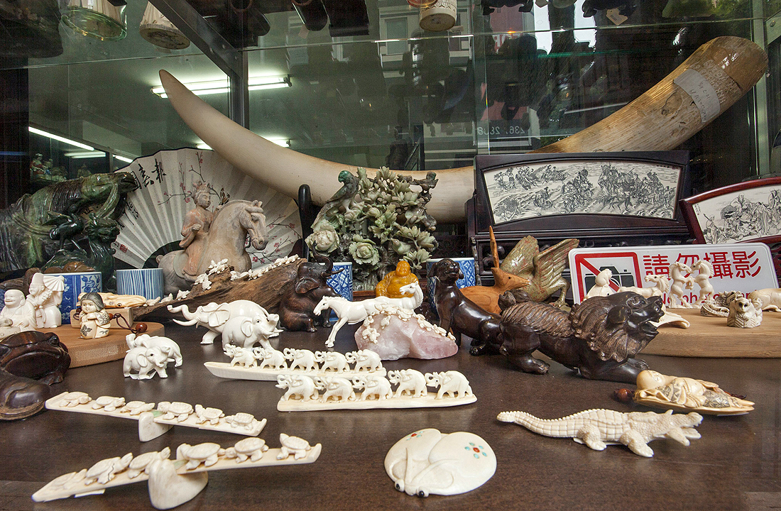A raw elephant ivory tusk and trinkets made out of ivory are seen for sale in a shop on Hollywood Road, Central, Hong Kong. Photo: EPA