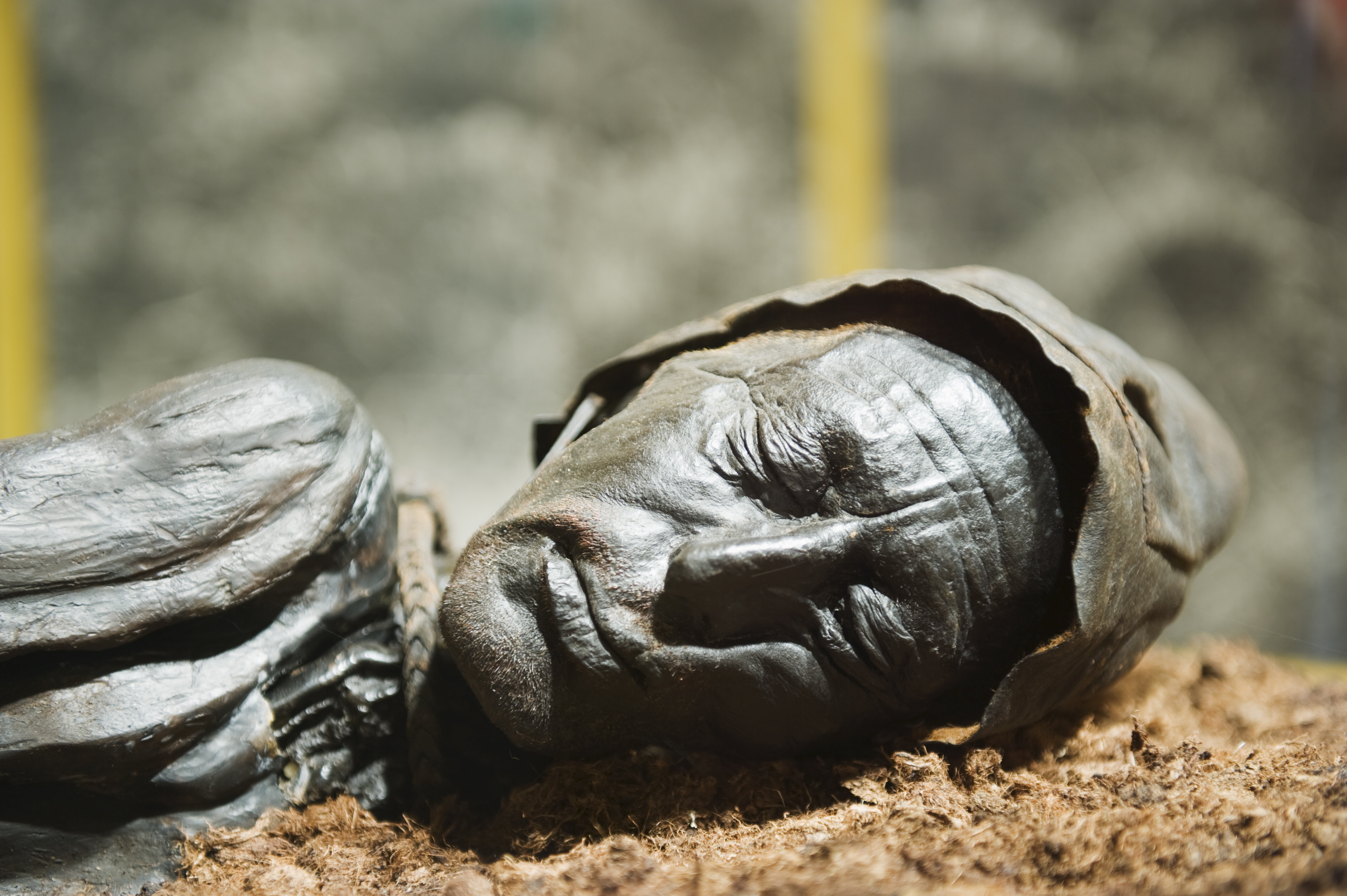 Tollund Man, murdered in Jutland more than 2,300 years ago. Photo: Corbis