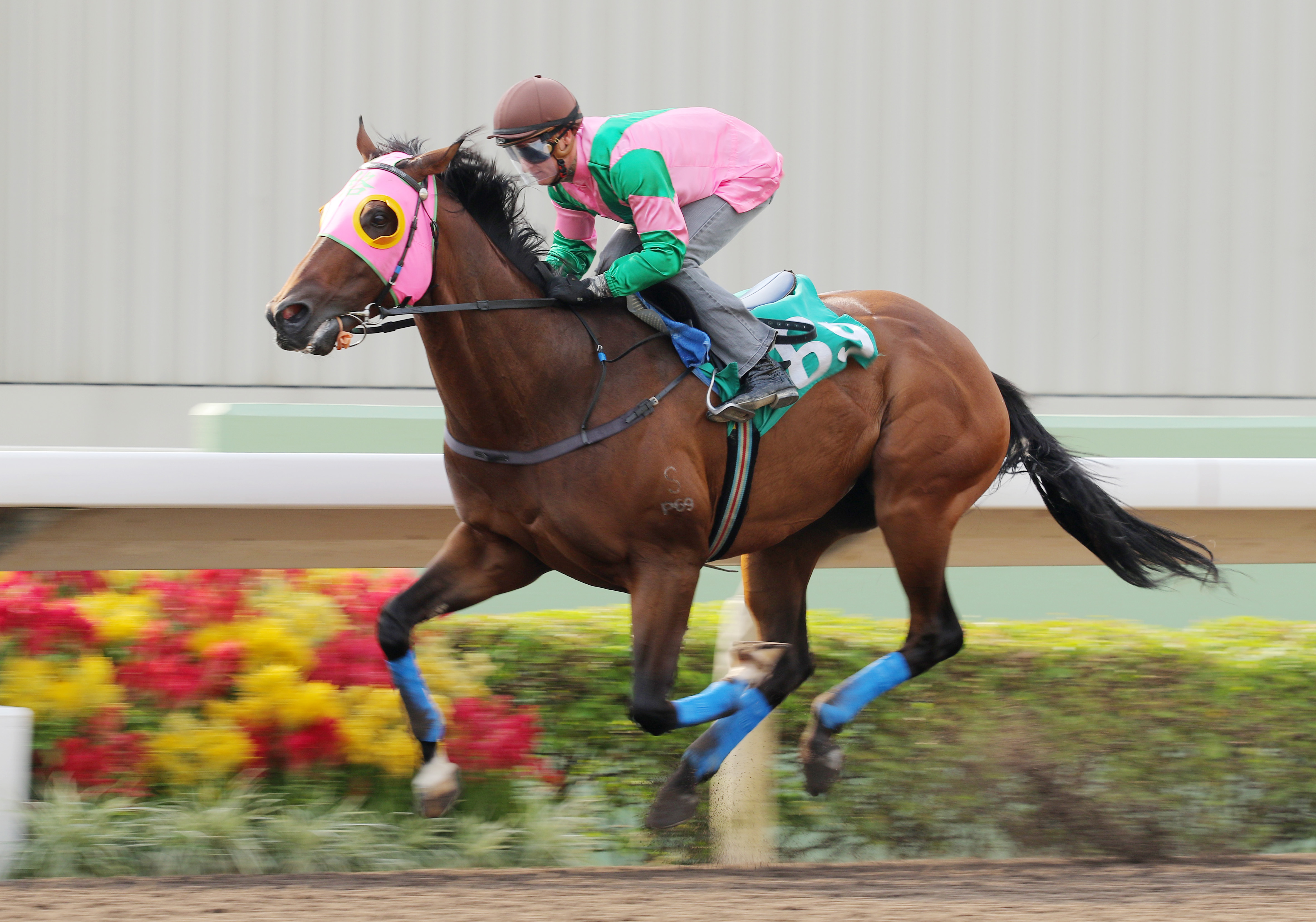 Aerovelocity, with Zac Purton aboard, won a barrier trial over 1,200m last week, but trainer Paul O'Sullivan says don't expect too much for Sunday's Premier Bowl. Photos: Kenneth Chan 