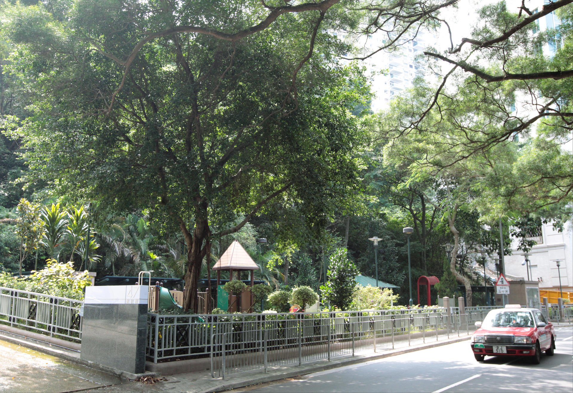 Expert say old trees, such as this one in Conduit Road, Mid-Levels, are threatened by maintenance that can cause decay. Photo: SCMP Pictures