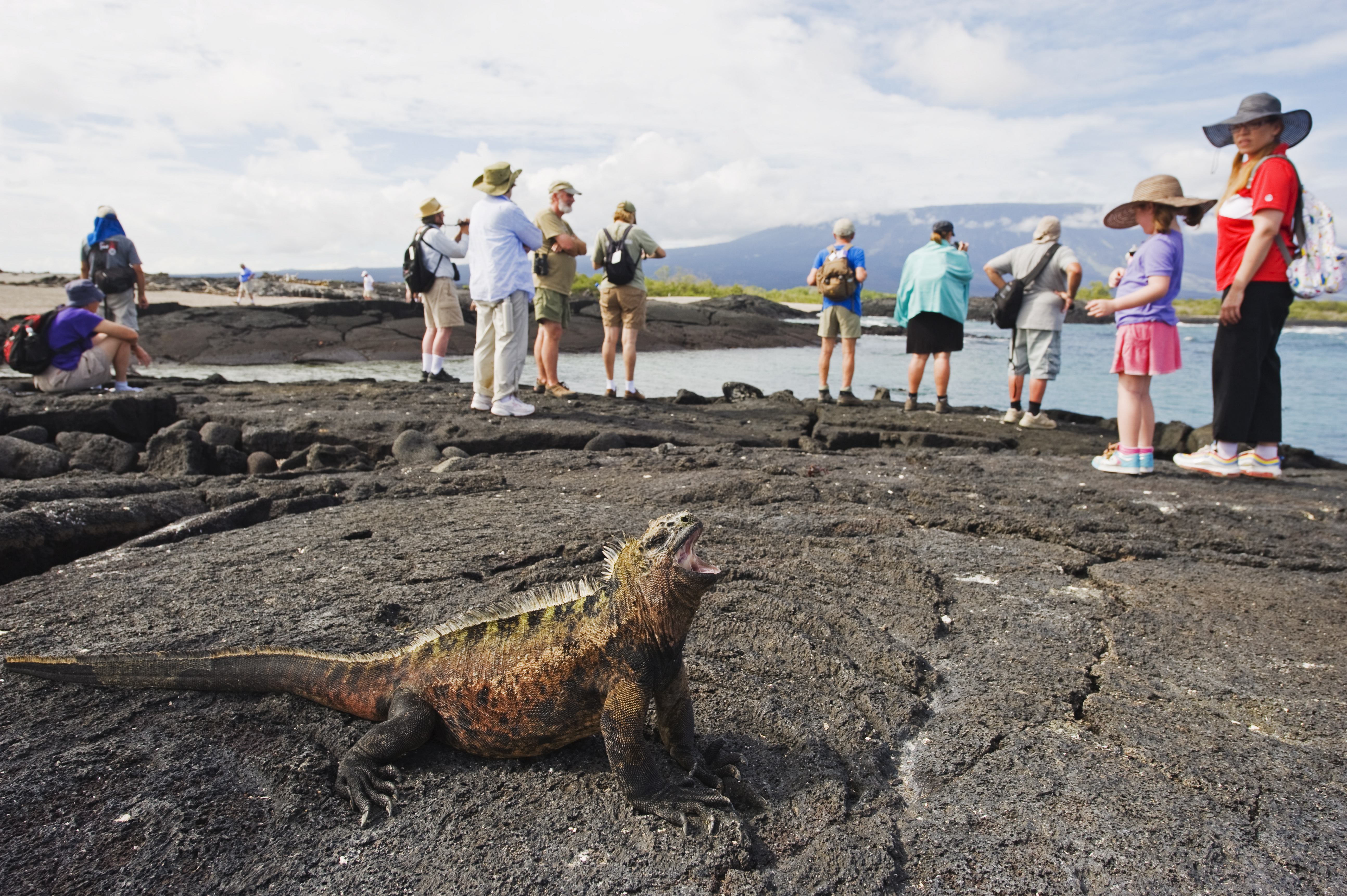 Some animals, such as iguanas (like this one in Ecuador), exposed to tourists produce fewer stress hormones. Photos: Corbis 