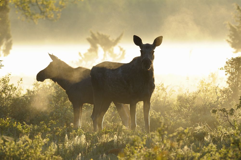 A moose in the wildlife reserve. Photo: Nils Zatterstrom