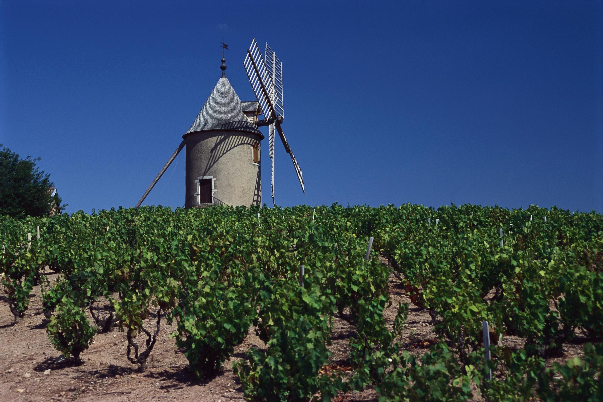 Beaujolais is an much-overlooked appellation. Photo: Corbis