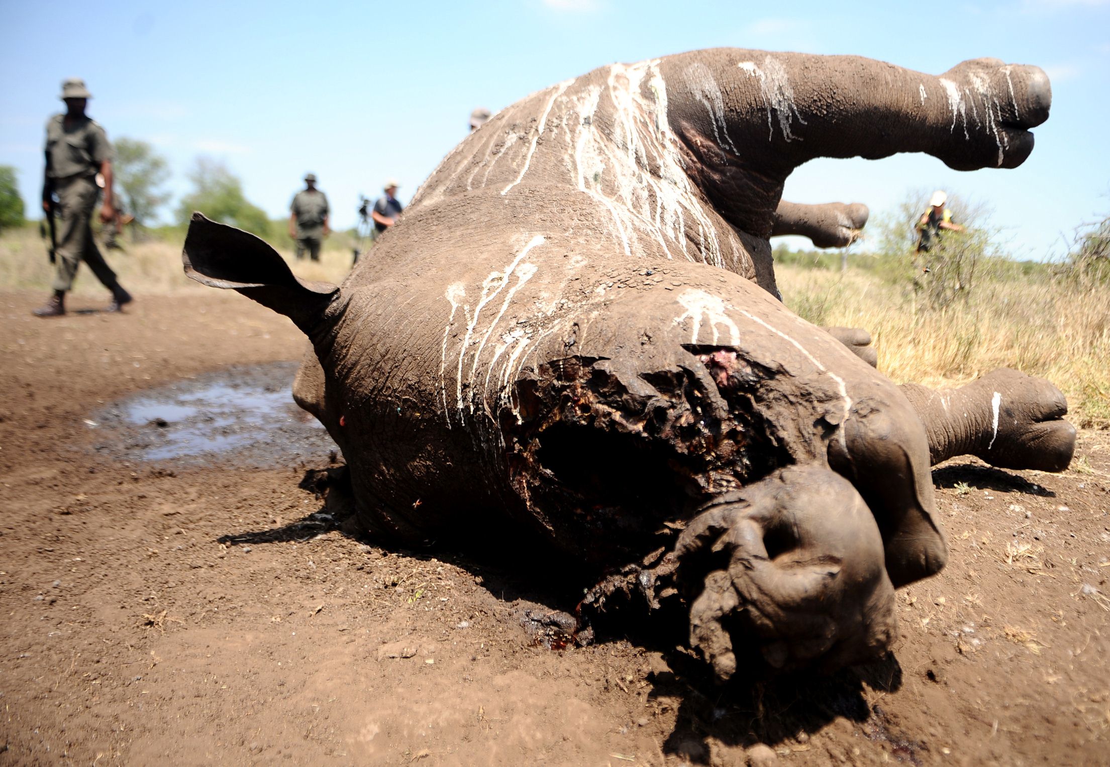 A rhino killed by poachers in Kruger National Park, South Africa. Photo: AFP