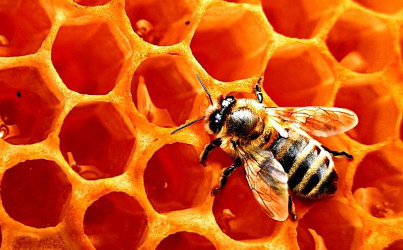 The girl consumed propolis, which comes from bees. They collect the resin from trees and flowers and use it to make honeycombs. Photo: SCMP Pictures