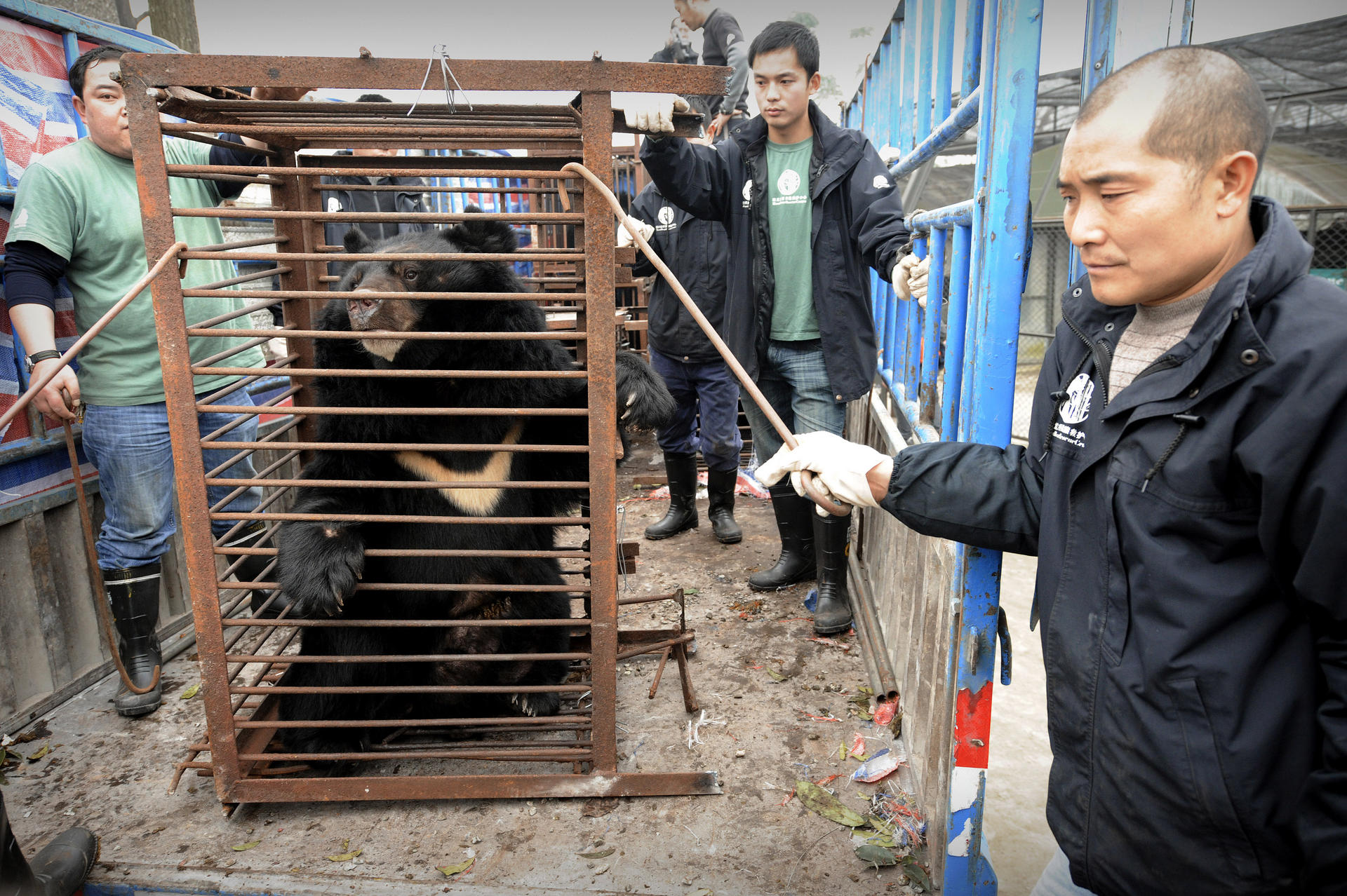 A moon bear is rescued from a farm in Chengdu, Sichuan province. Photo: AFP