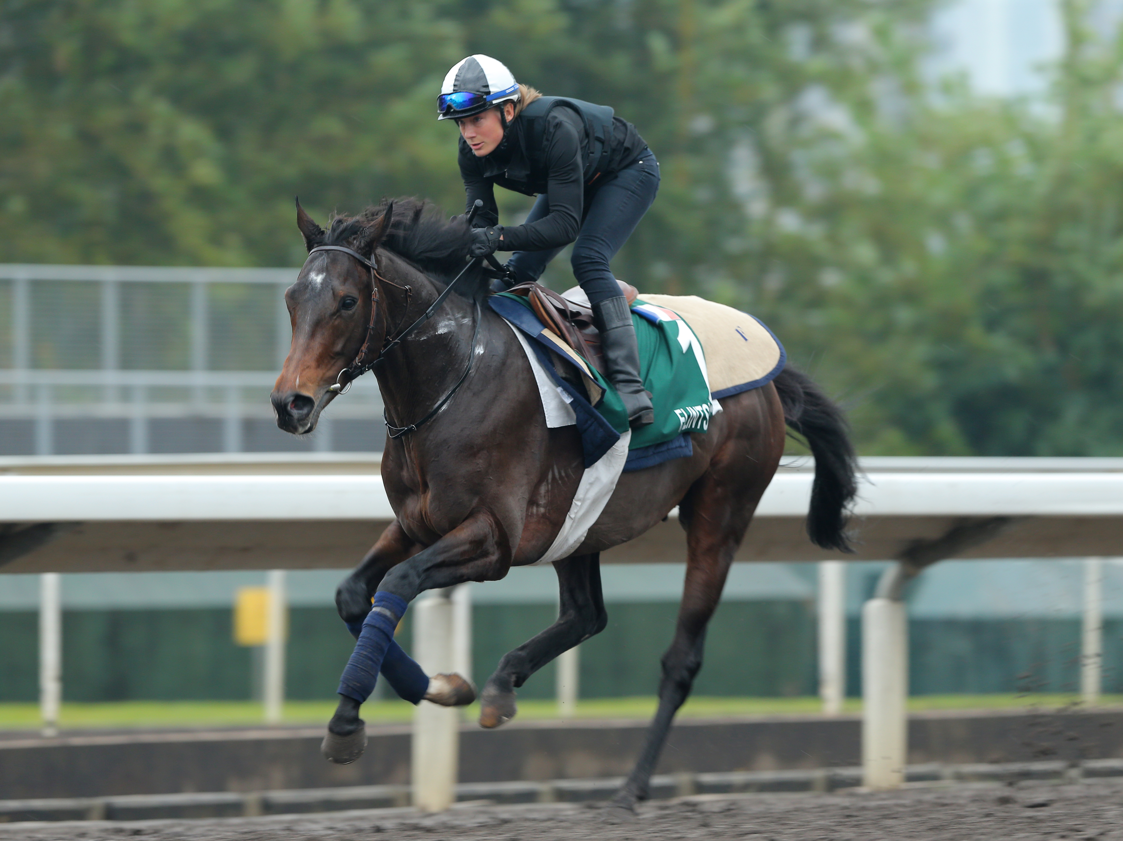 Flintshire brings with him a terrific backstory that has taken him to France, Dubai, the United Kingdom and the United States since his win in last year's Vase. Photo: Kenneth Chan