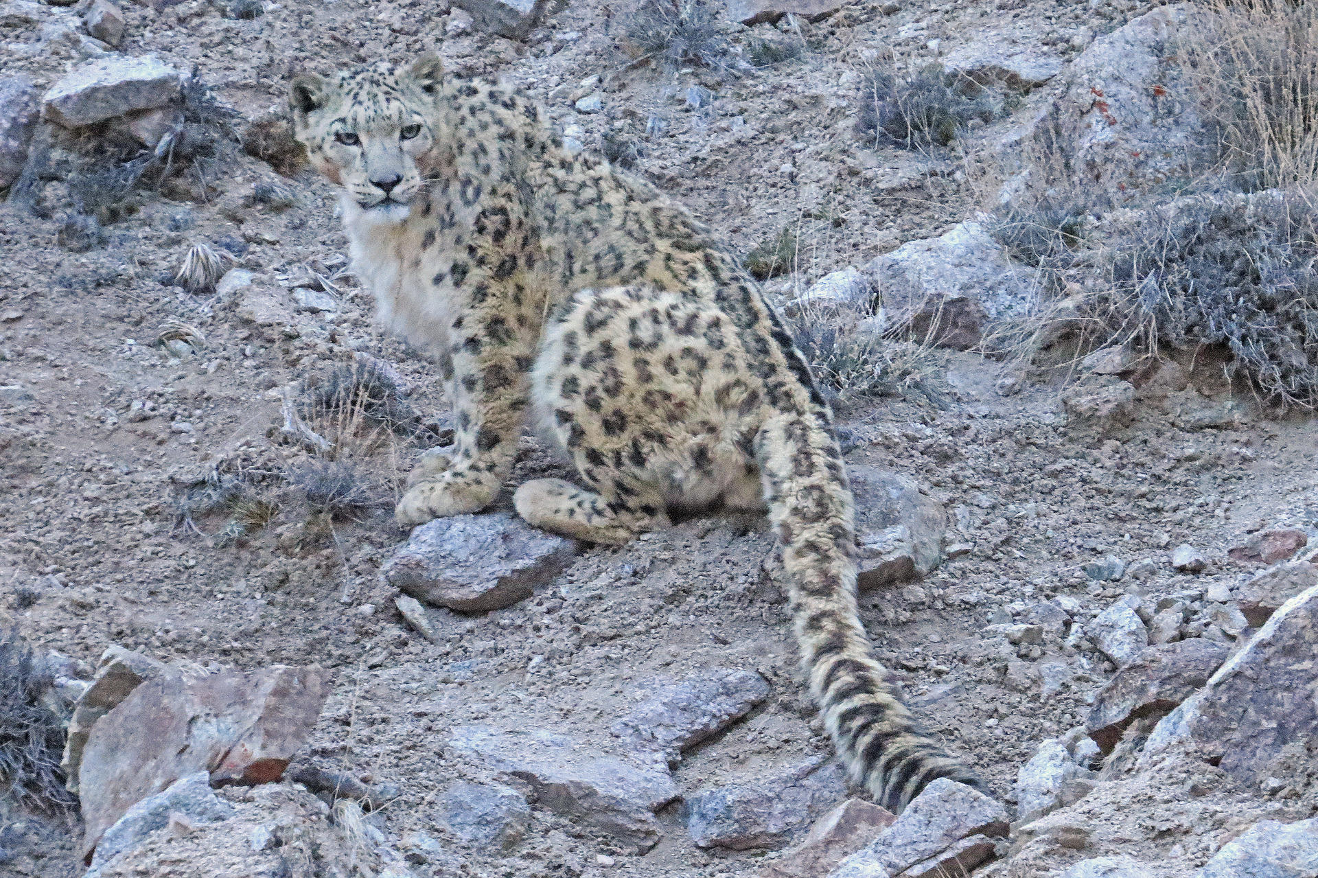 The elusive Ladakhi snow leopard. Photos: Daniel Allen; Snow Leopard Conservancy – India Trust