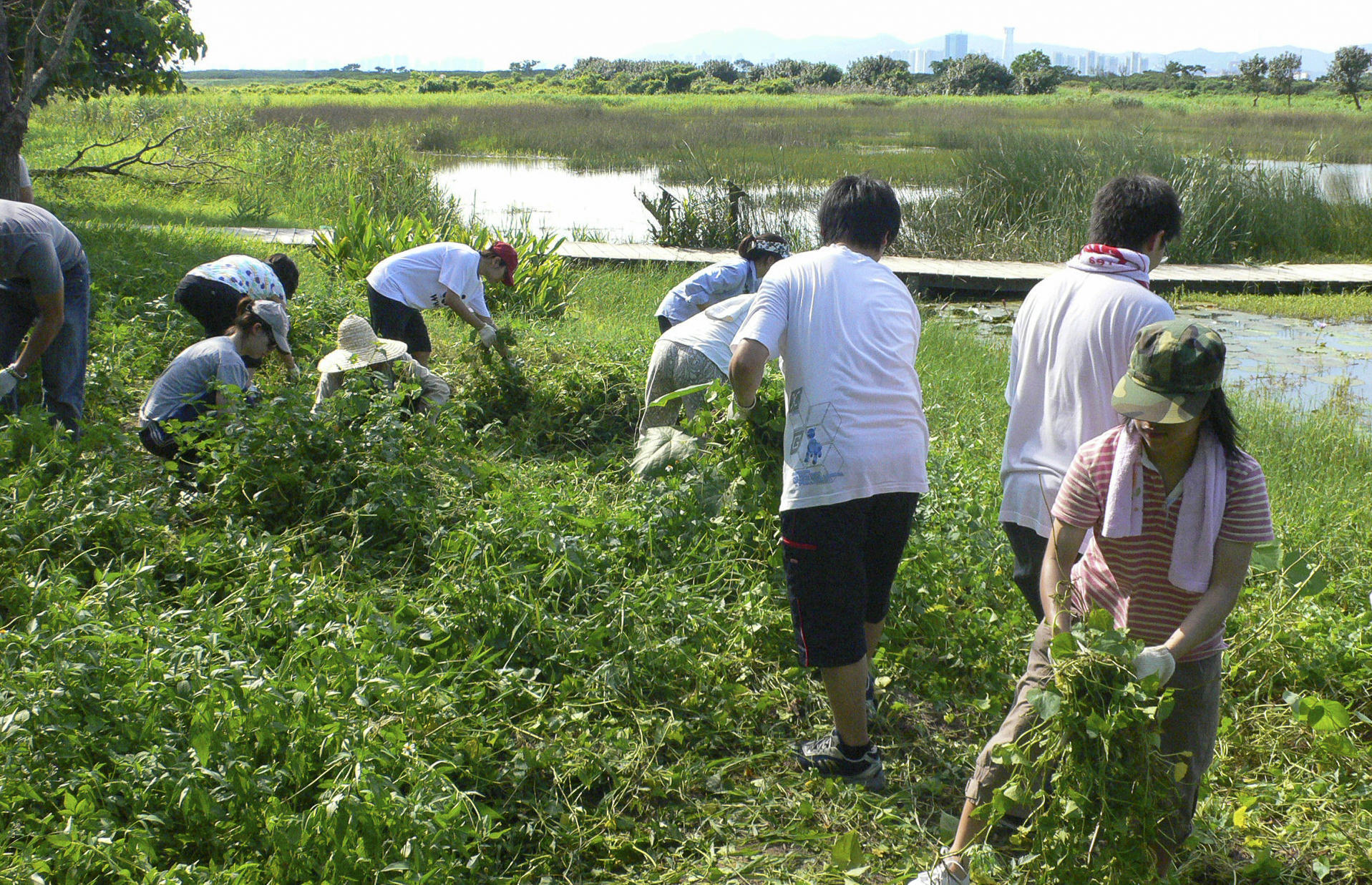 WWF volunteers clear Mikania from the Mai Po wetlands. Photo: WWF Hong Kong
