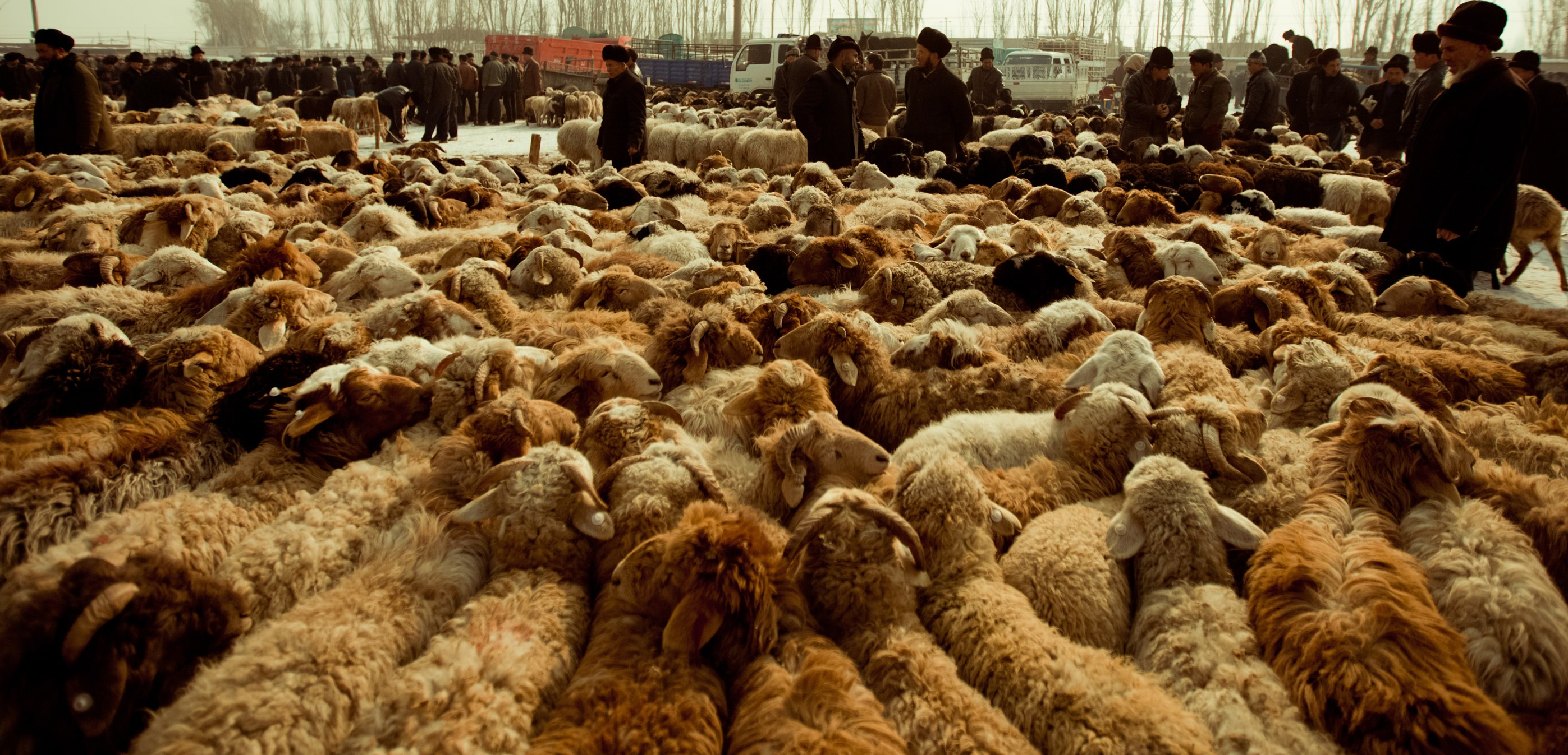 The livestock bazaar in Kashgar, Xinjiang. Photo: Bernardo de Niz