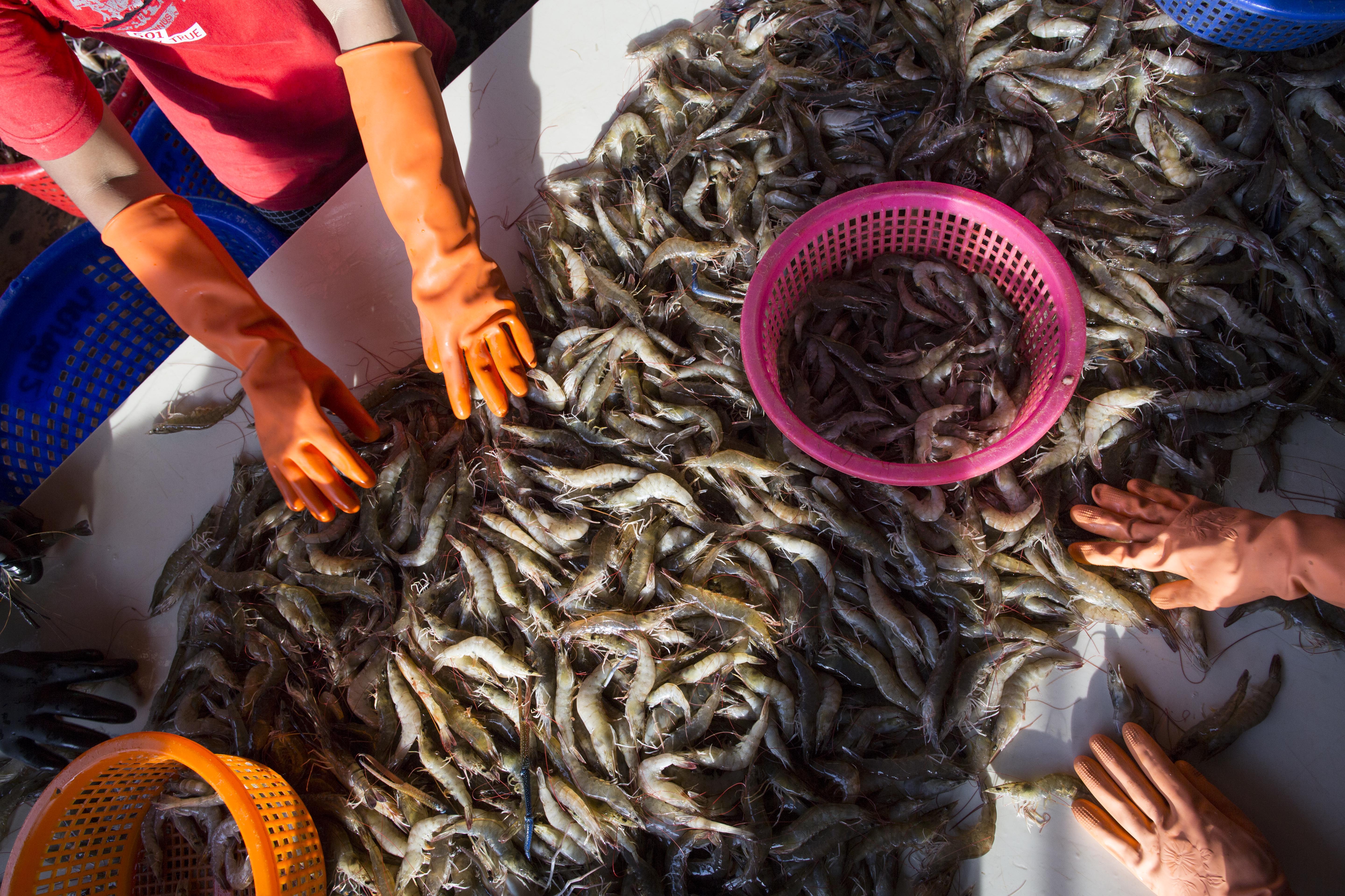 ADVANCE FOR USE MONDAY, DEC. 14, 2015 AT 12:01 A.M. EST (05:01 GMT) AND THEREAFTER - In this Wednesday, Sept. 30, 2015 photo, female workers sort shrimp at a seafood market in Mahachai, Thailand. Shrimp is the most-loved seafood in the U.S., with Americans downing 1.3 billion pounds every year, or about 4 pounds per person. Once a luxury reserved for special occasions, it became cheaper when farmers in Asia started growing it in ponds three decades ago. Thailand quickly dominated the market and now sends nearly half of its supply to the U.S. (AP Photo/Gemunu Amarasinghe)