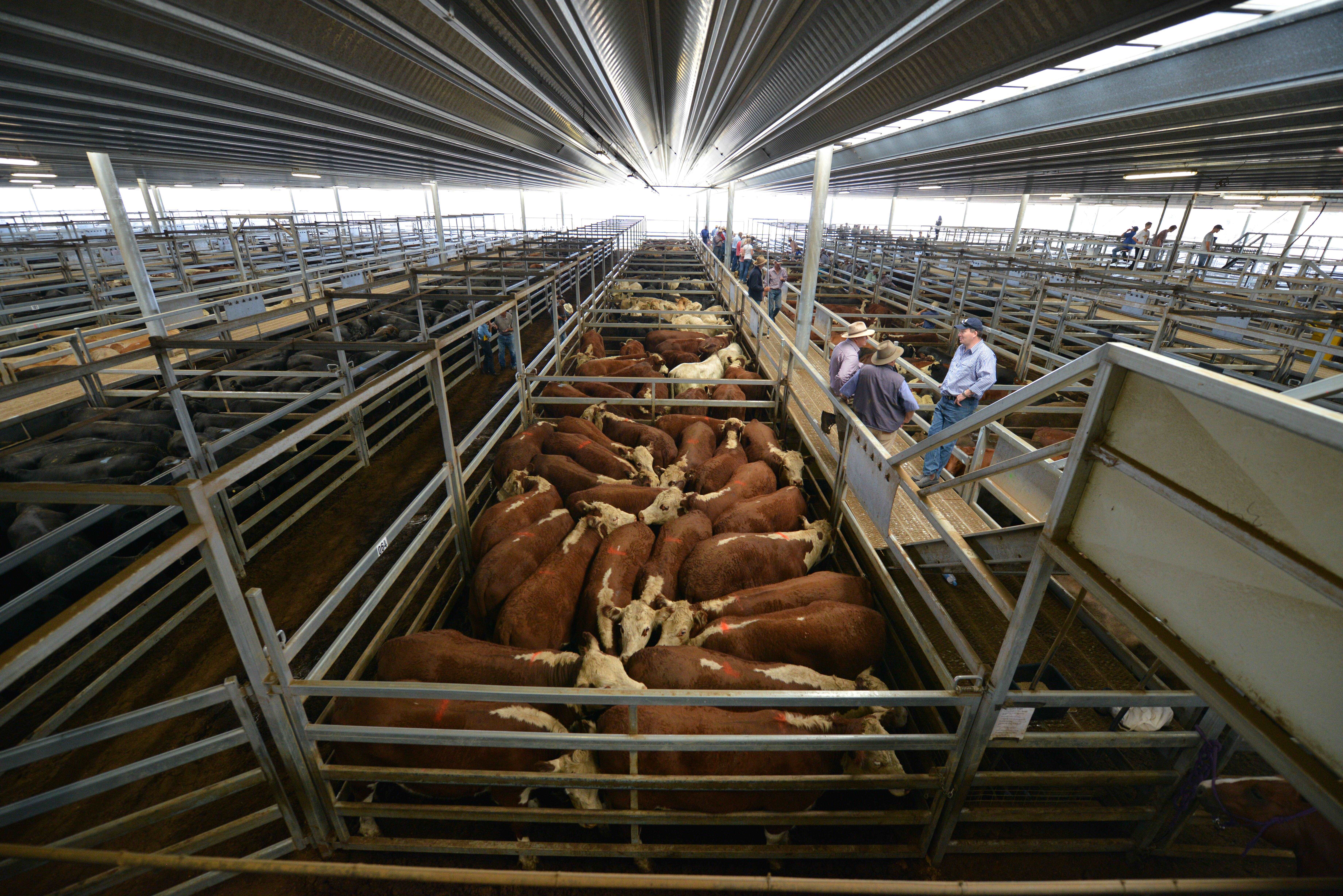 (FILES) In this file photo taken on February 10, 2015, farmers (R) look at cattle at the weekly livestock sale near the town of Carcoar in central-west New South Wales. Australia on November 19, 2015 blocked the sale of one of the world's largest cattle estates to foreign entities, ruling it was not in the national interest with part of the holdings in a weapons testing area. AFP PHOTO / Peter PARKS / FILES