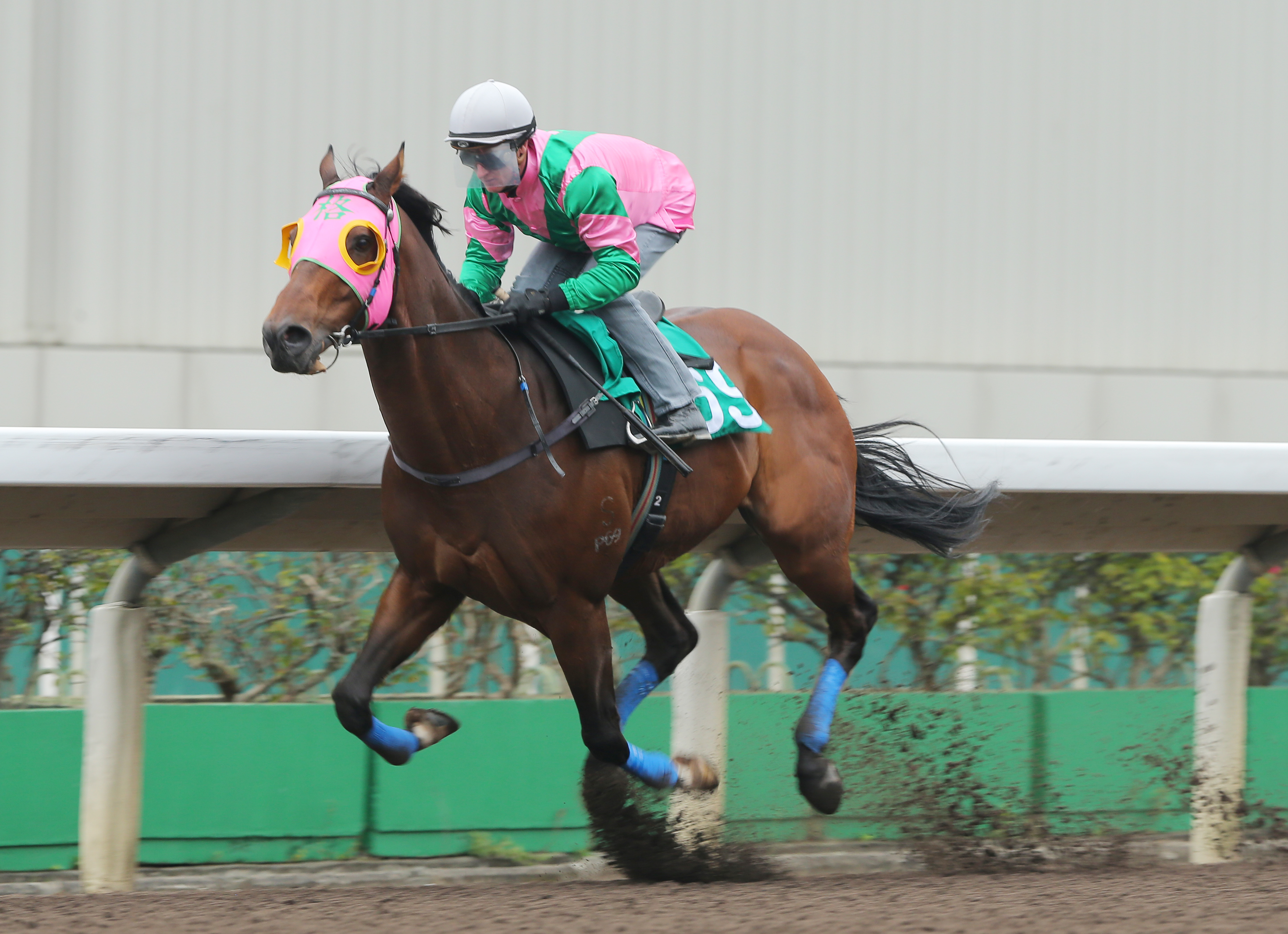 AEROVELOCITY, ridden by Zac Purton, won the barrier trial batch 7 over 1200Metres (All Weather Track) at Sha Tin. 19JAN16