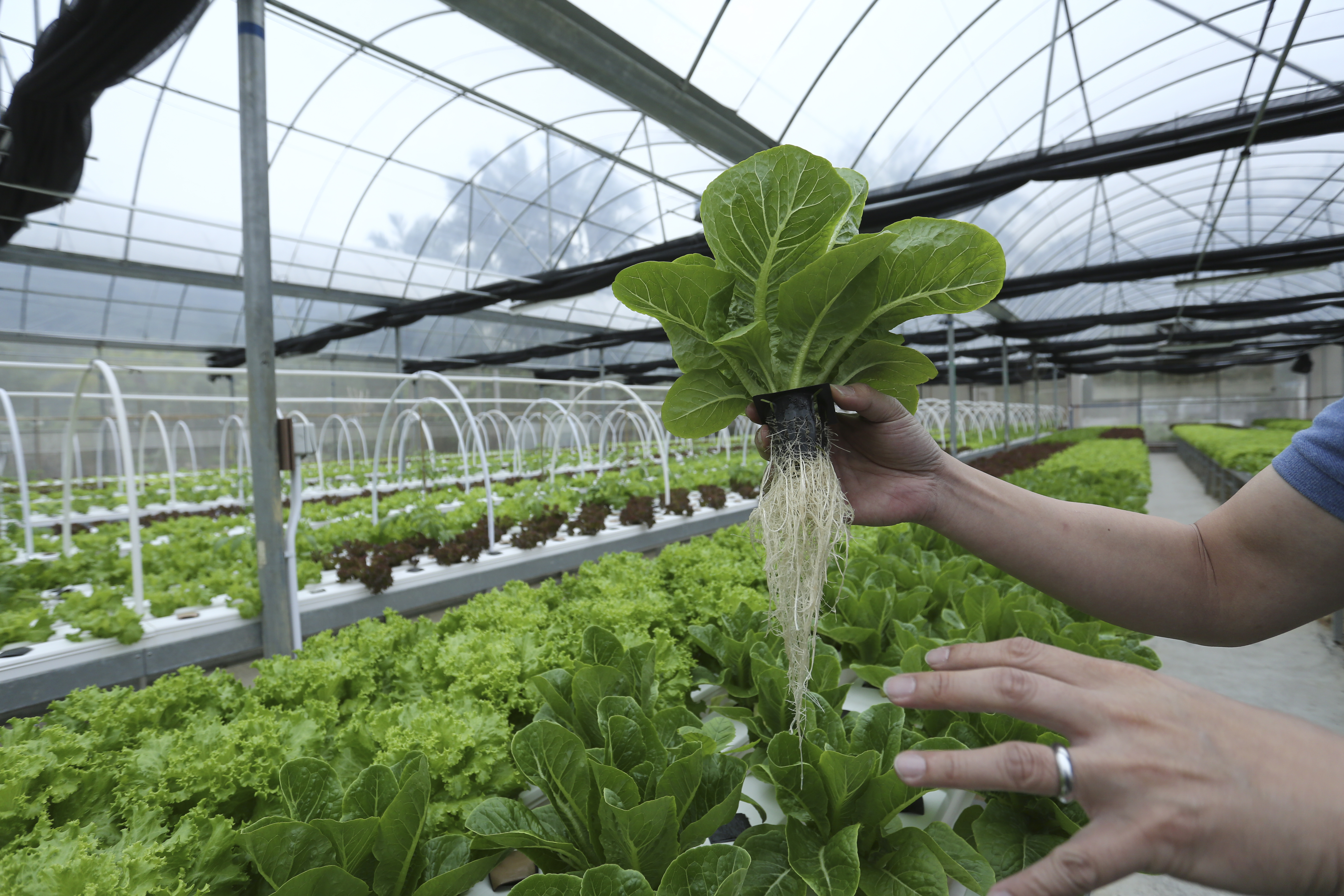 This image shows Michael Ng Wai-hung, of Farm Direct Hong Kong holding a vegetable at the Wing Lam Farm,, Hydroponics, in Lau Shui Heung Road, Hok Tau, Fanling. 08APR15 [FEATURES BROADSHEET]